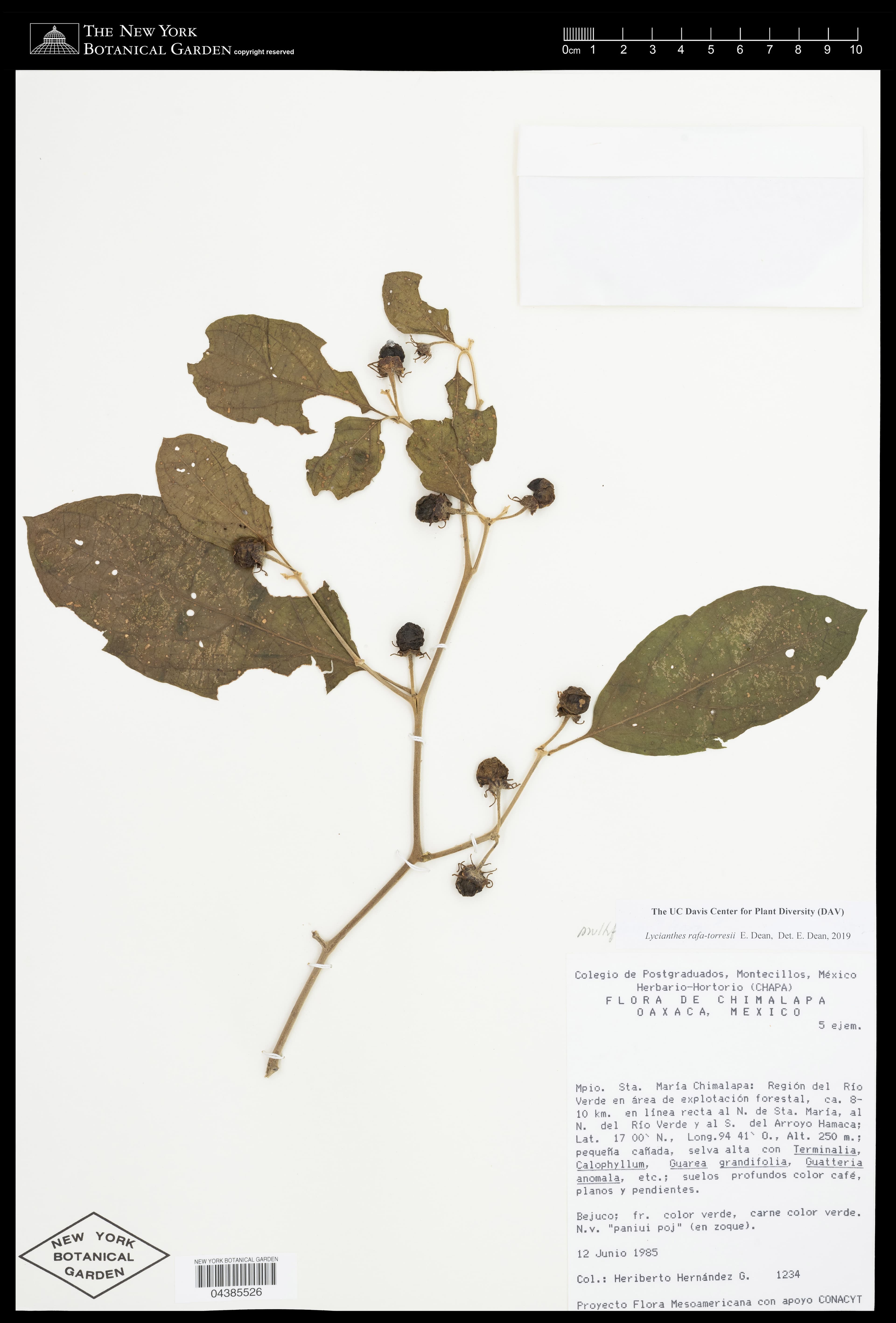 Lycianthes rafatorresii
