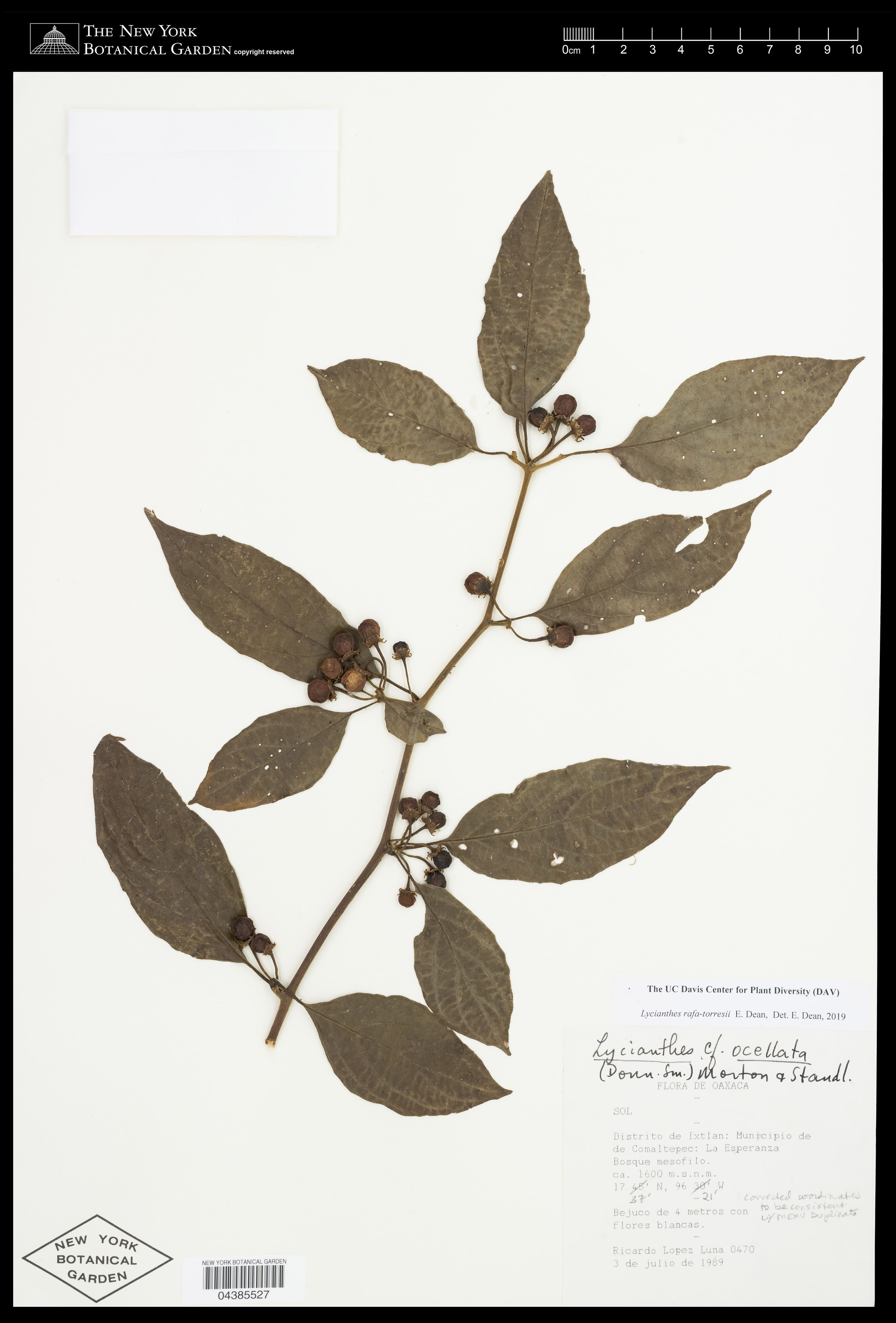 Lycianthes rafatorresii