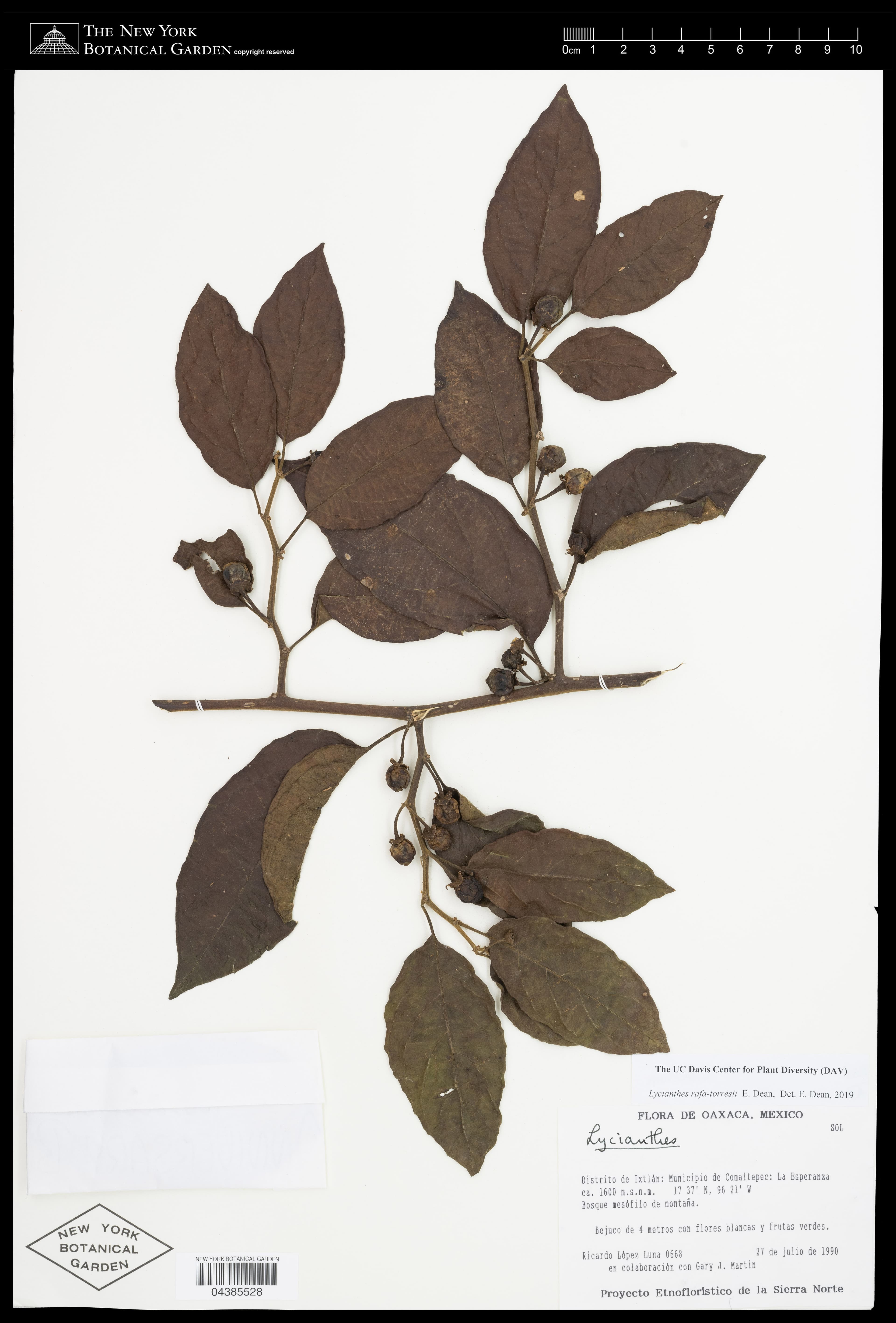 Lycianthes rafatorresii