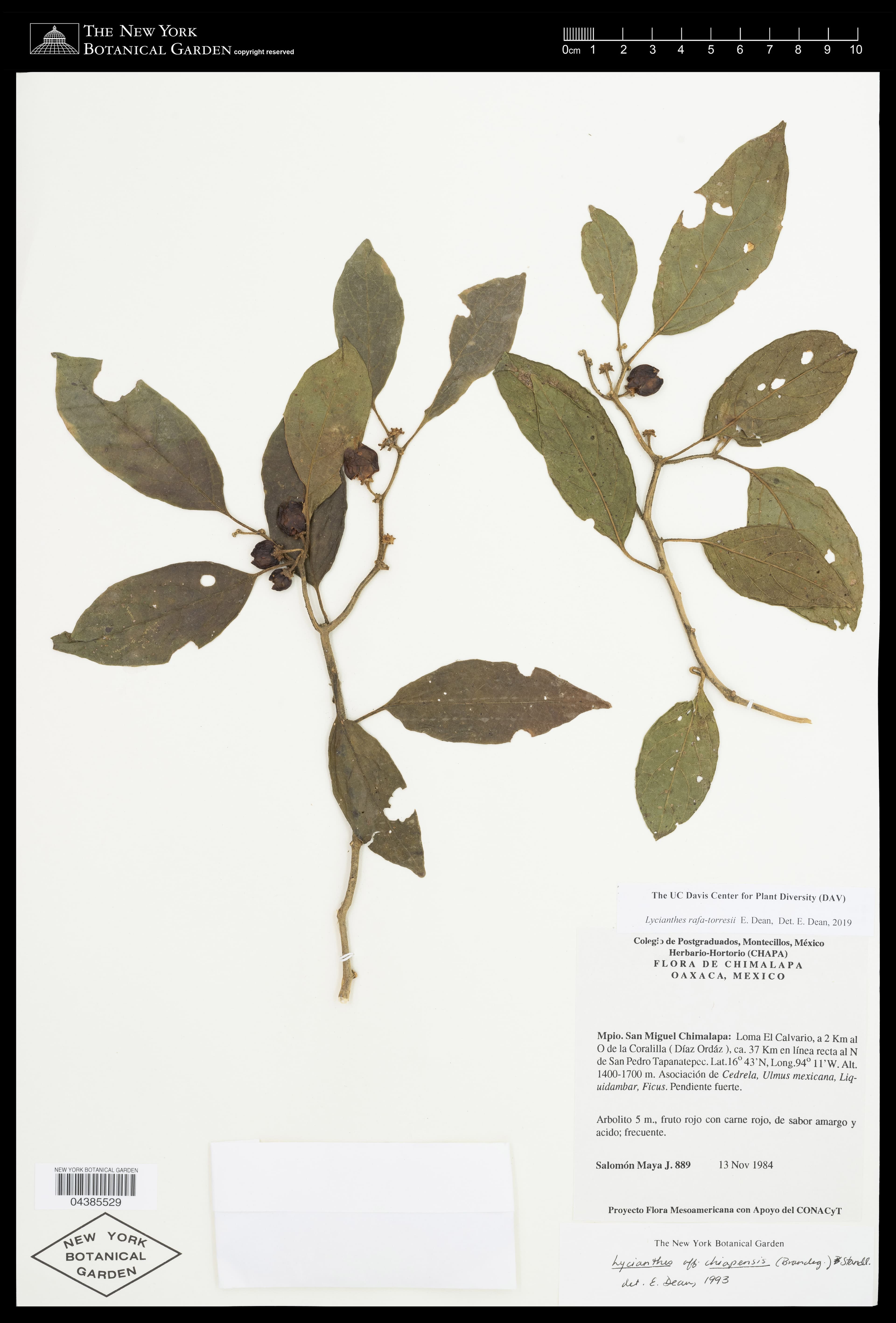 Lycianthes rafatorresii