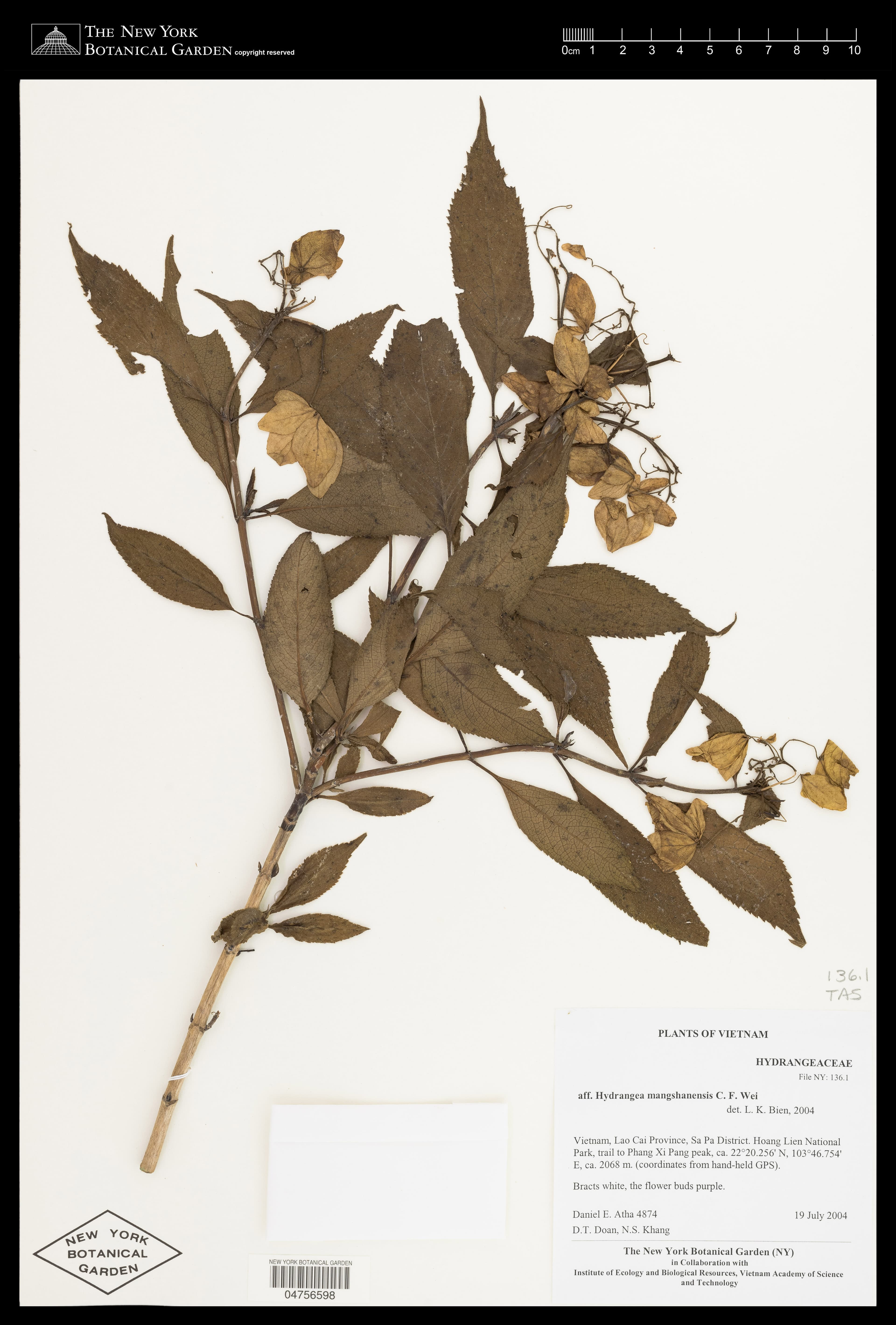 Hydrangea mangshanensis