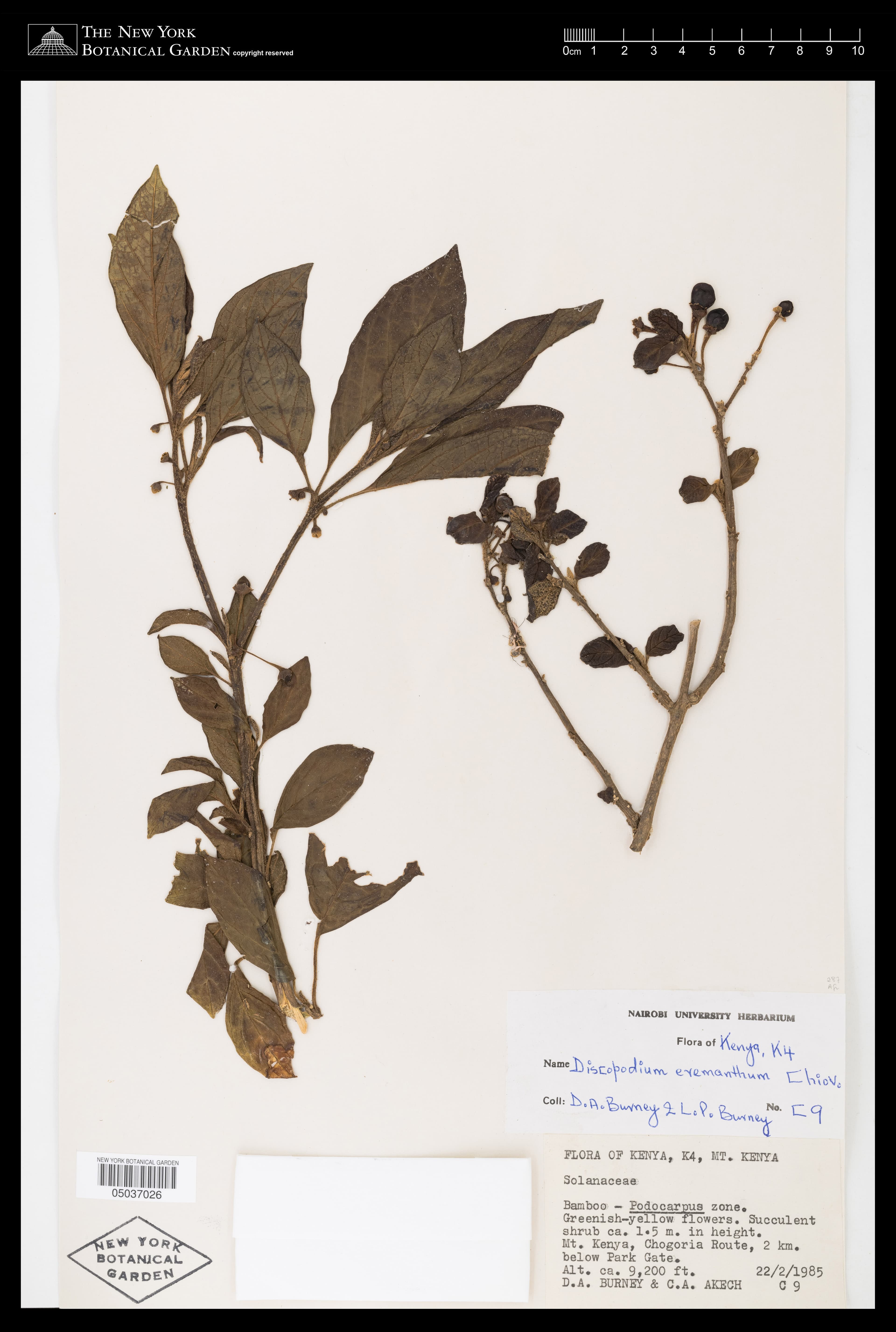 Discopodium eremanthum