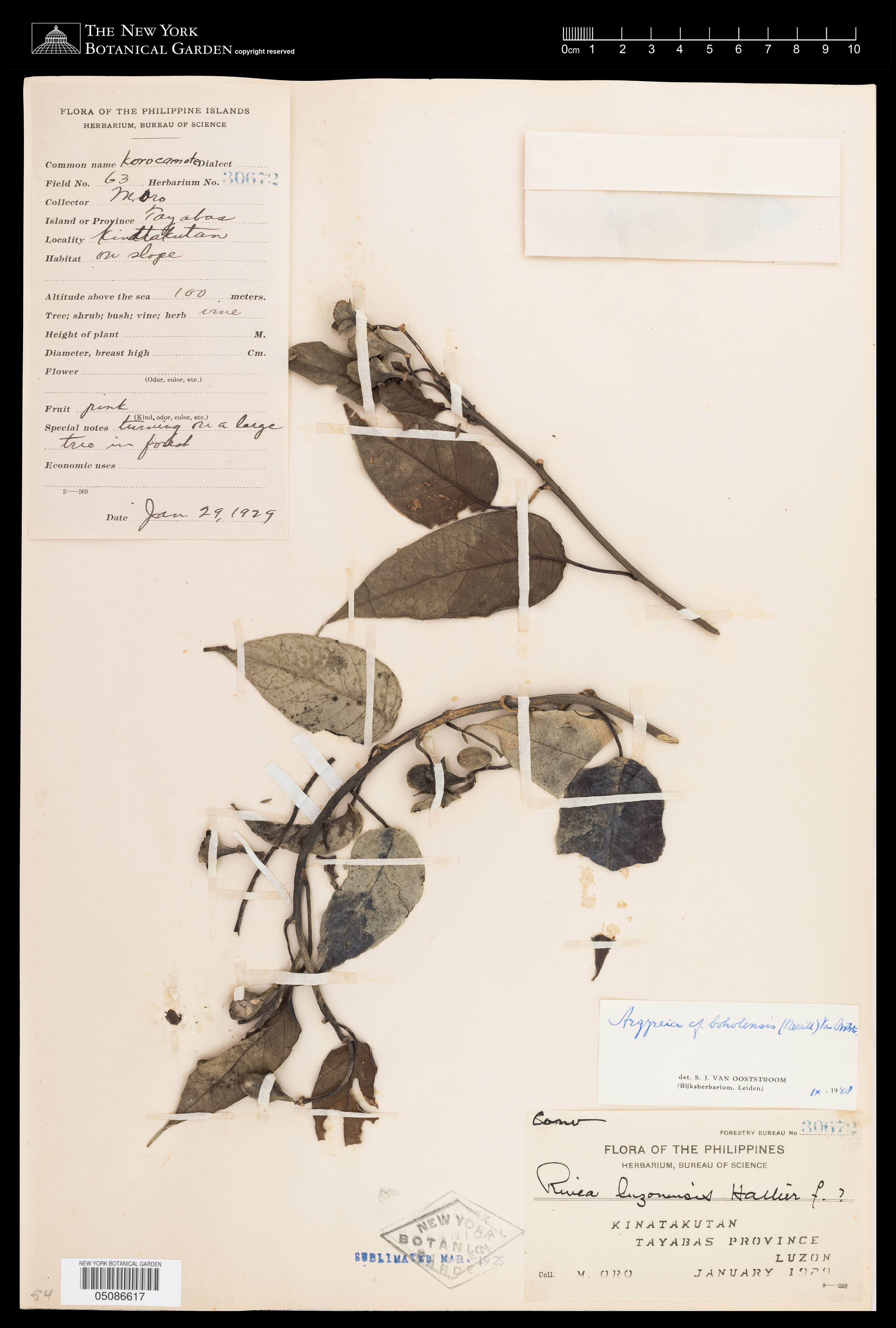 Argyreia boholensis