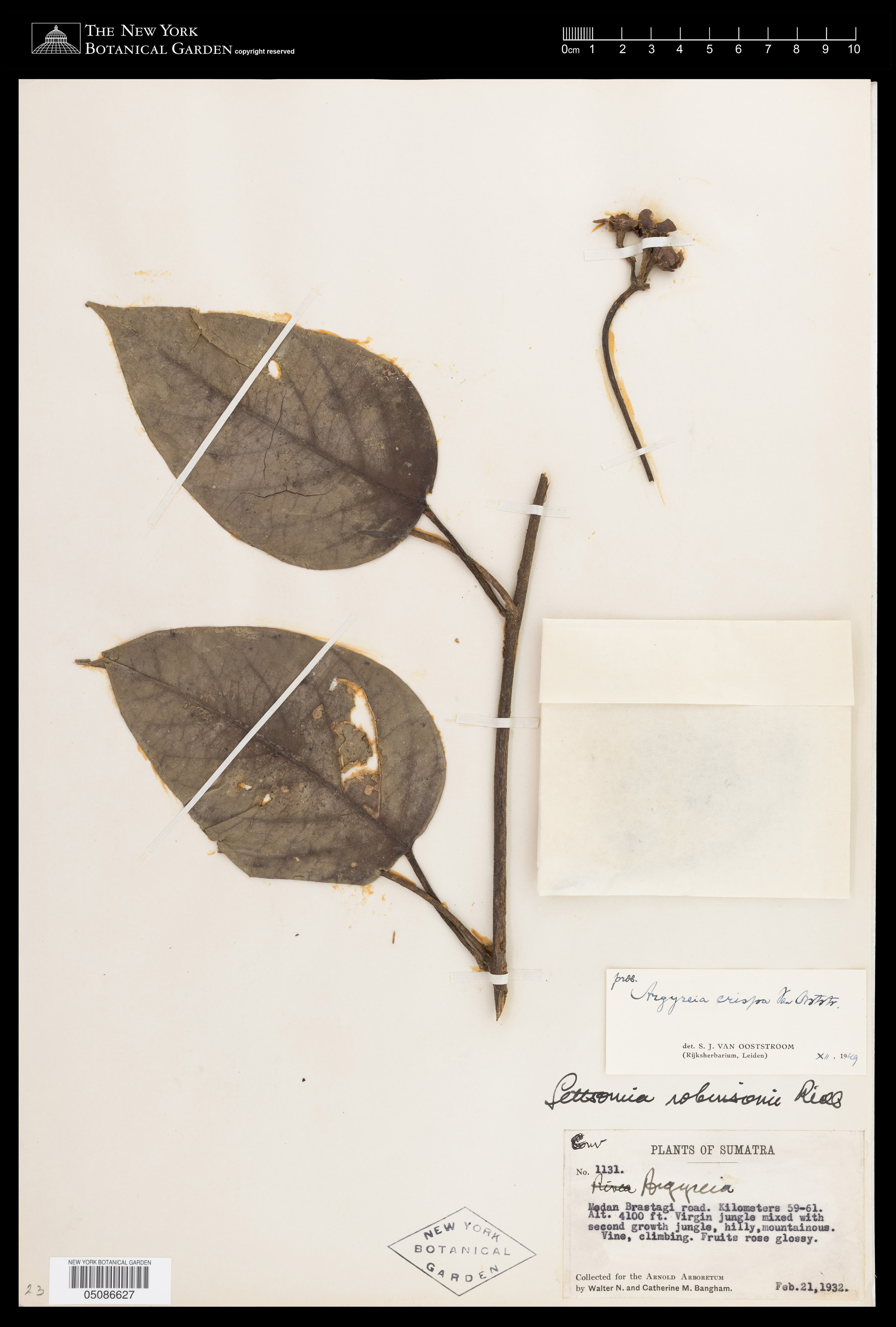 Argyreia crispa
