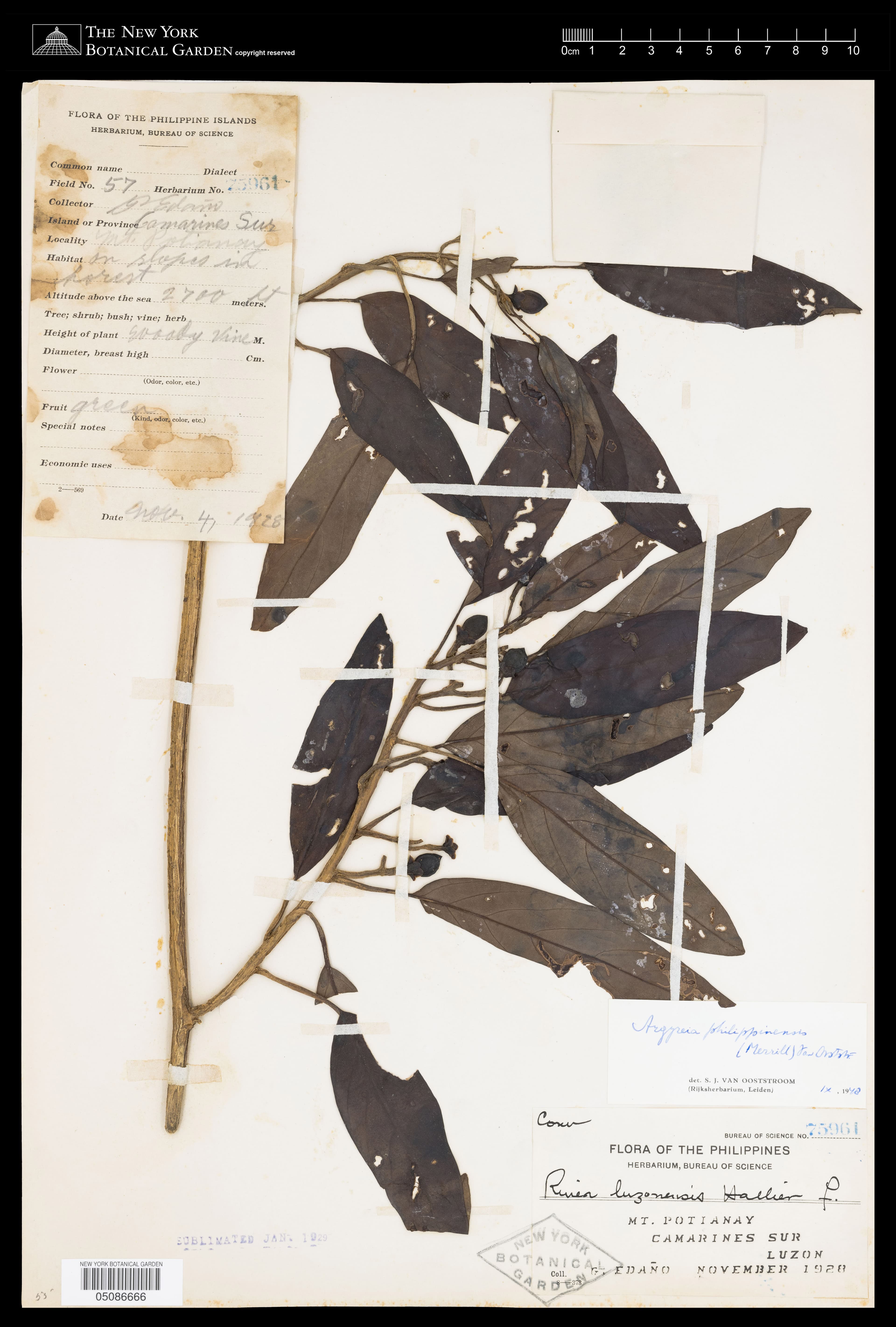 Argyreia philippinensis