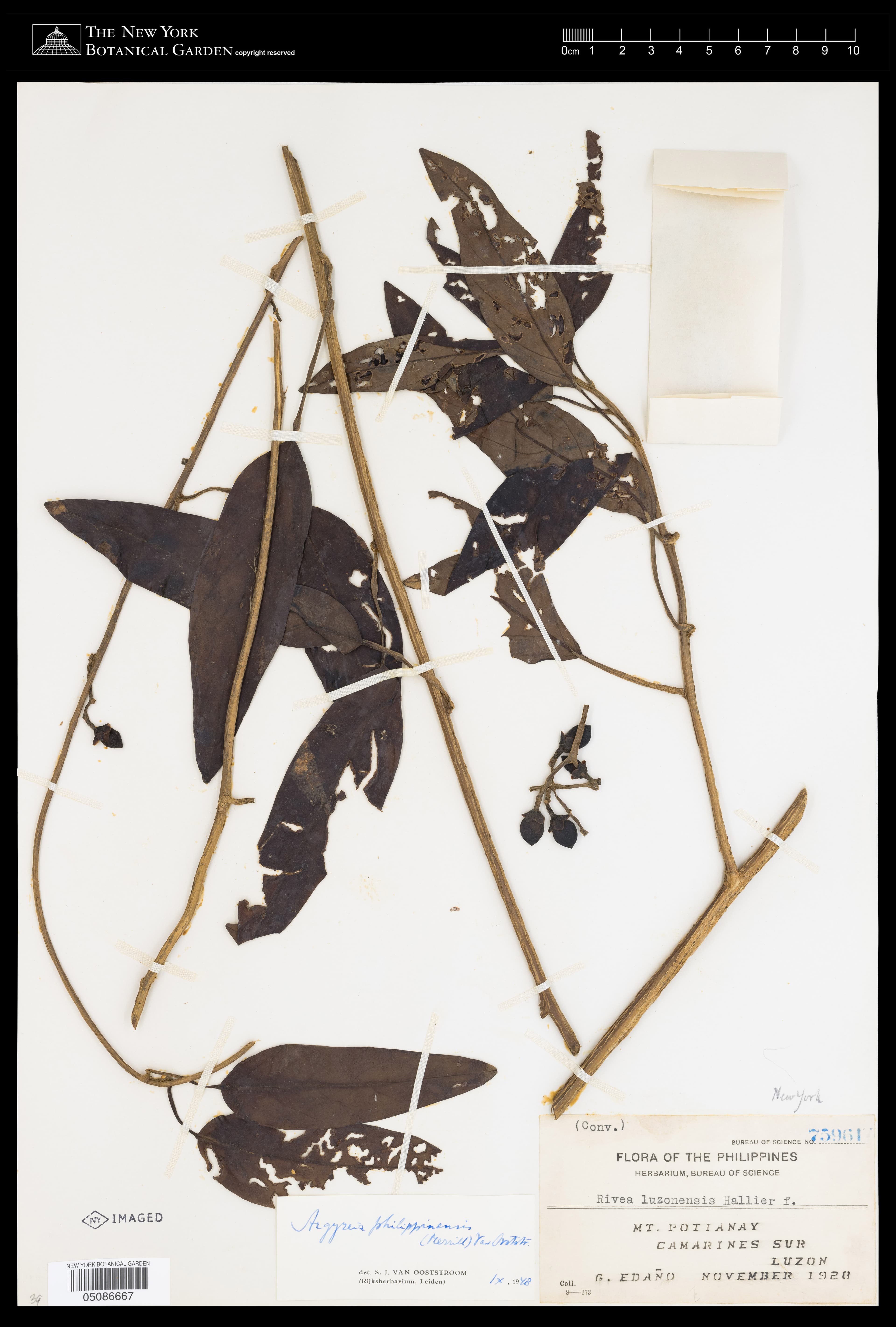 Argyreia philippinensis