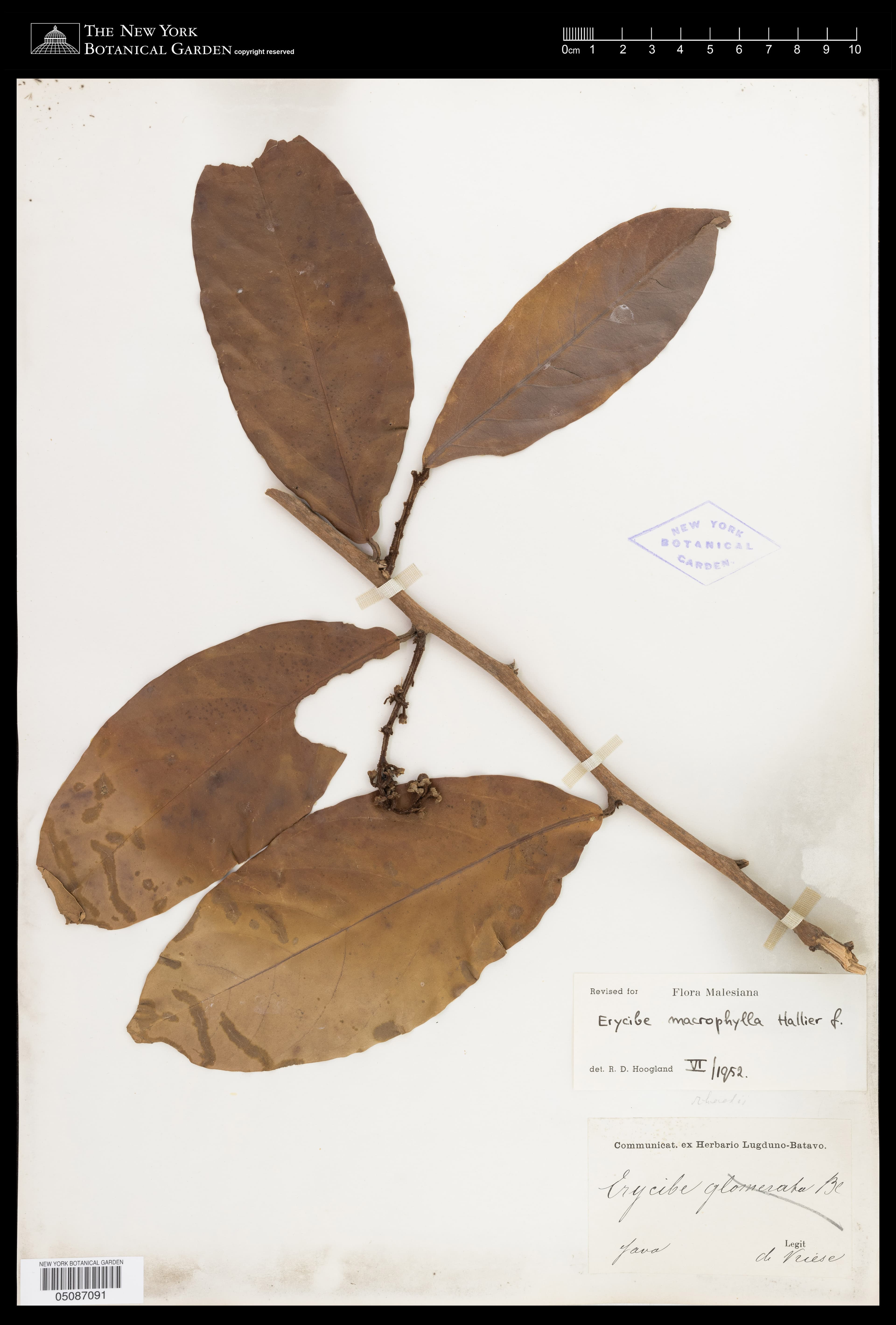 Erycibe macrophylla