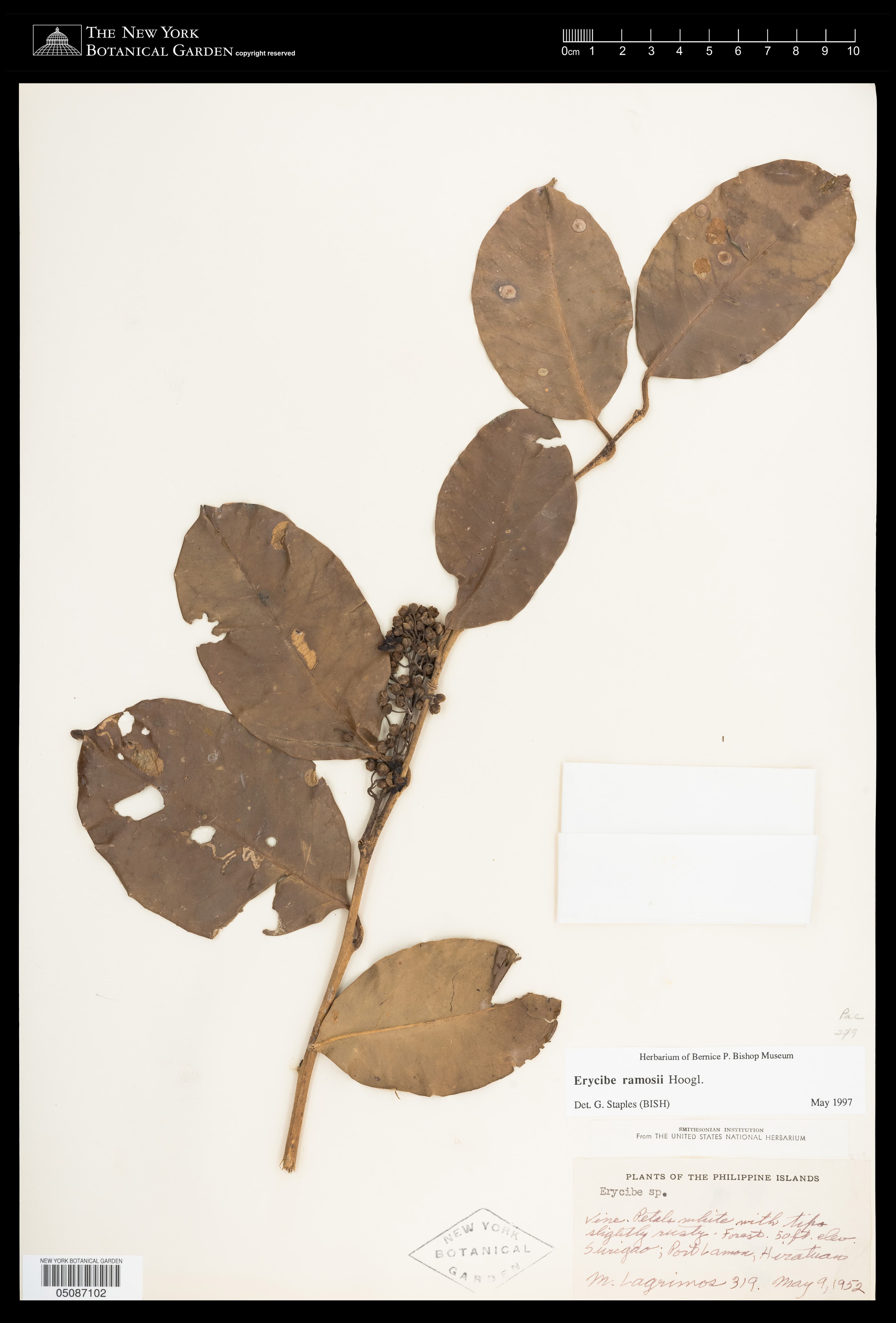 Erycibe ramosii