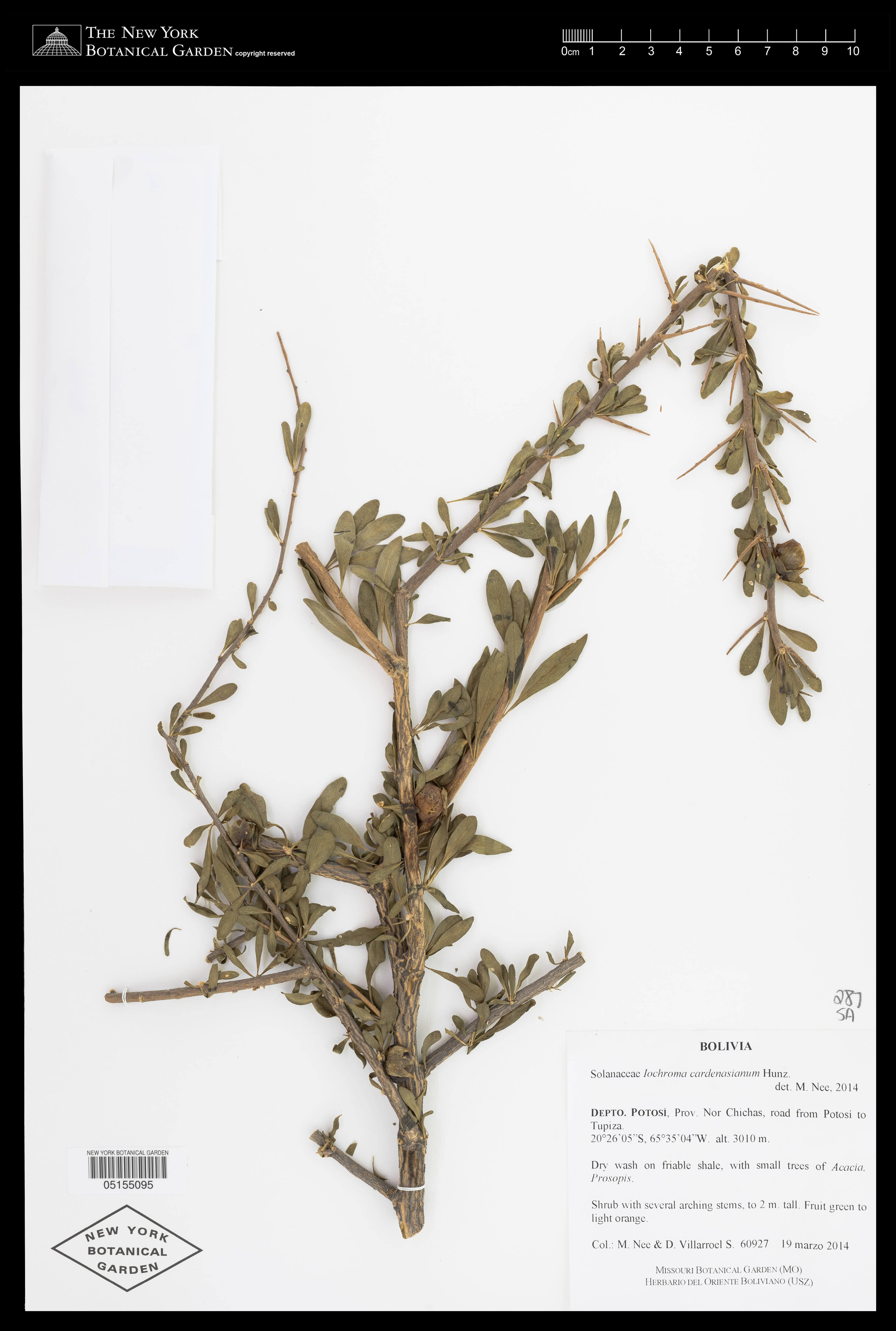 Trompettia cardenasiana