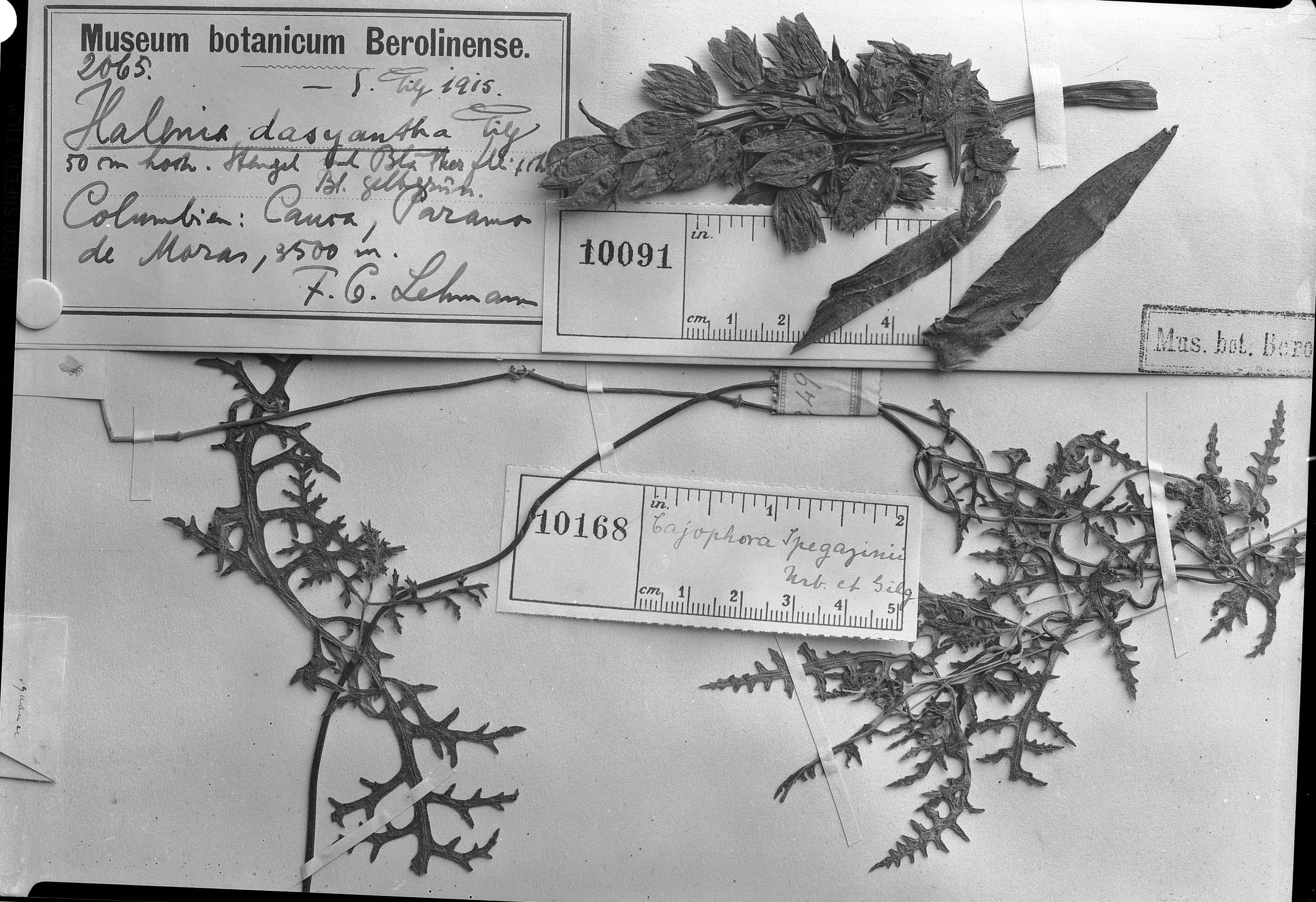 Caiophora spegazzinii
