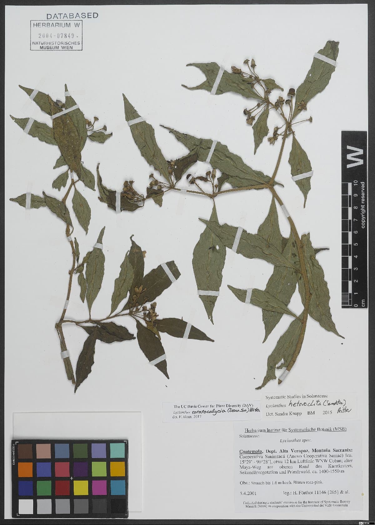 Lycianthes ceratocalycia