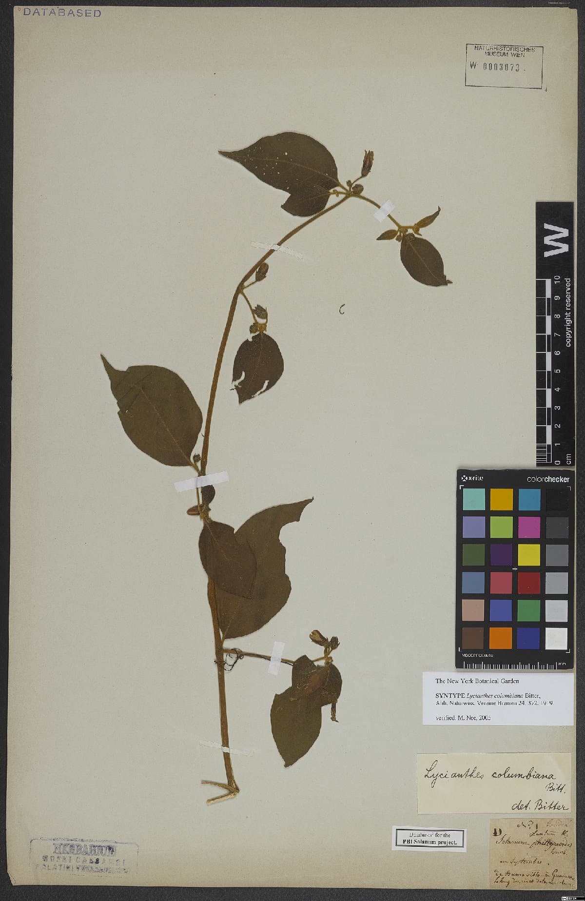 Lycianthes columbiana