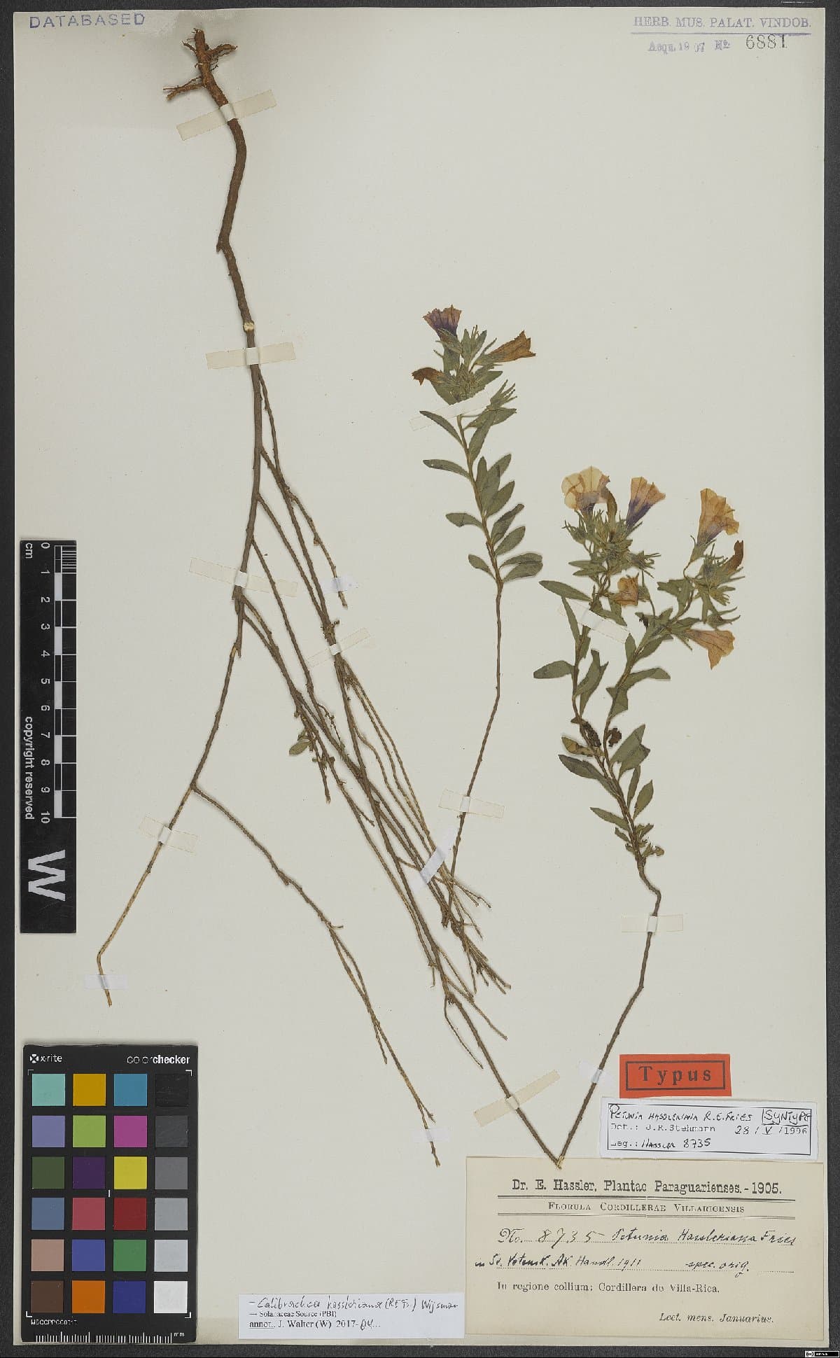 Calibrachoa hassleriana