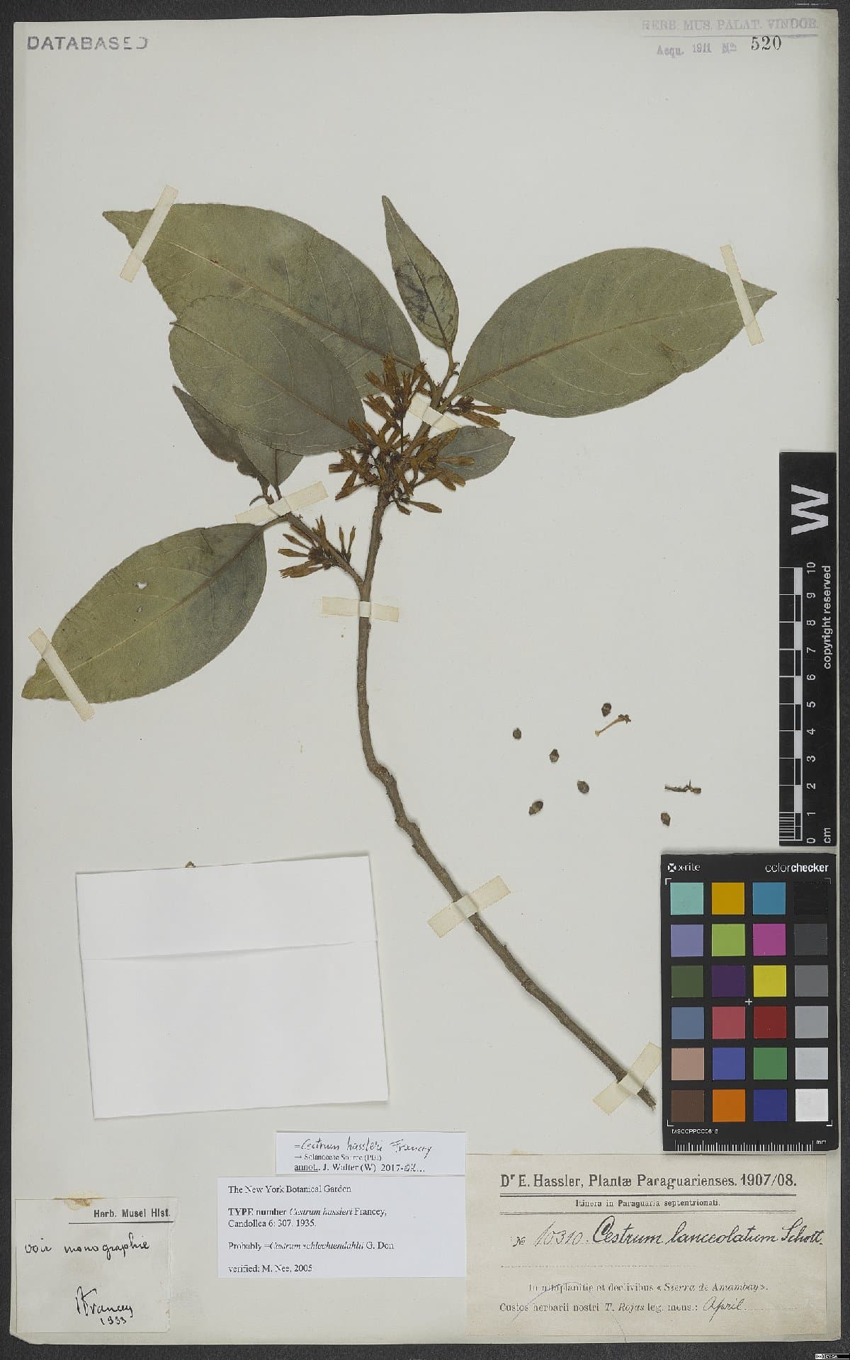 Cestrum hassleri