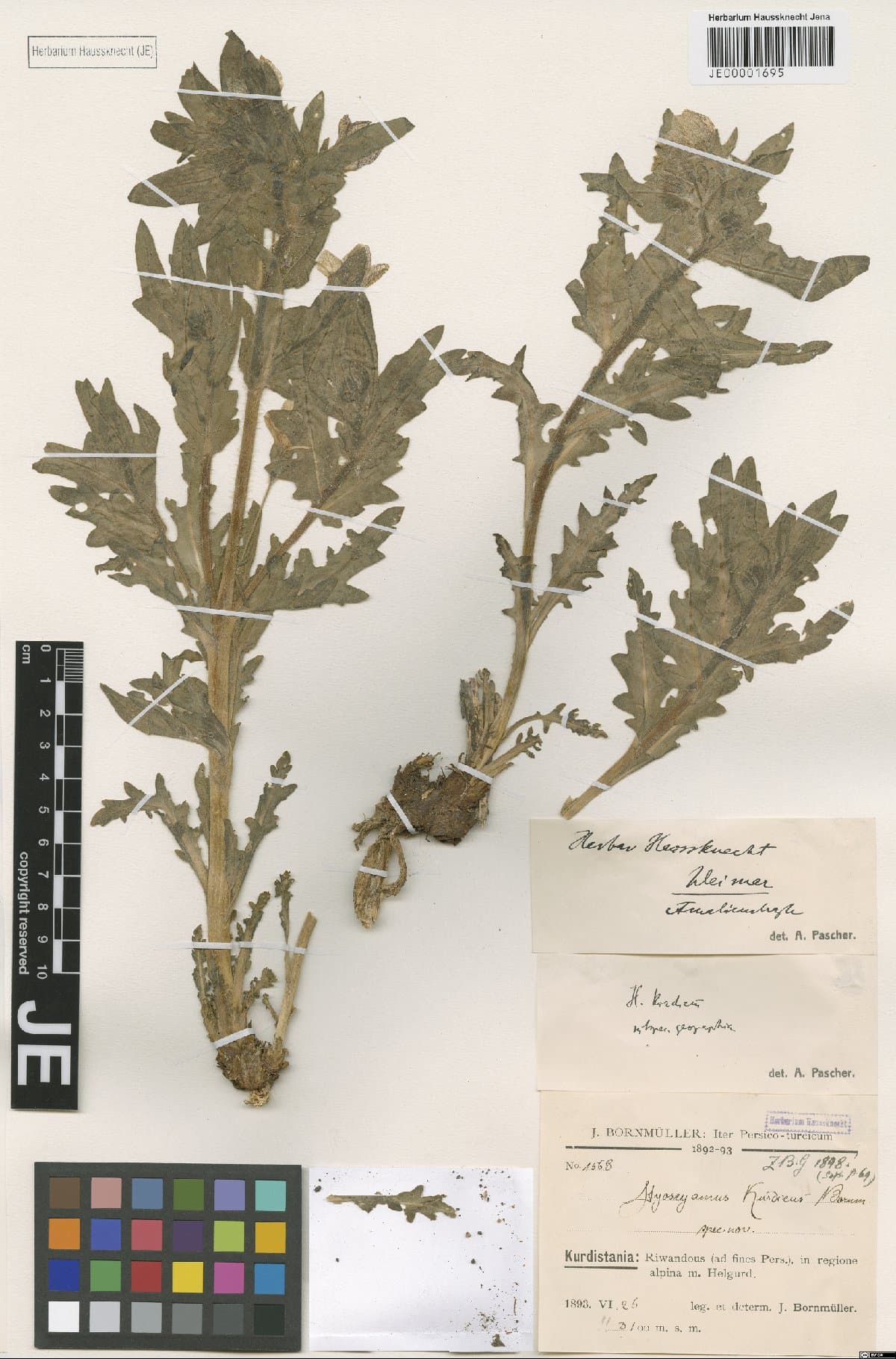Hyoscyamus kurdicus