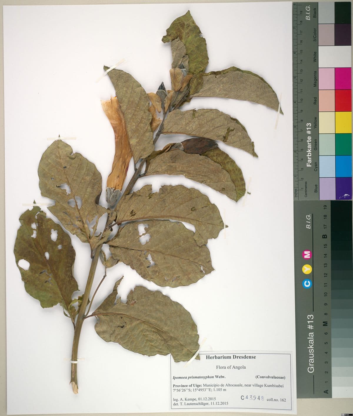 Ipomoea prismatosyphon