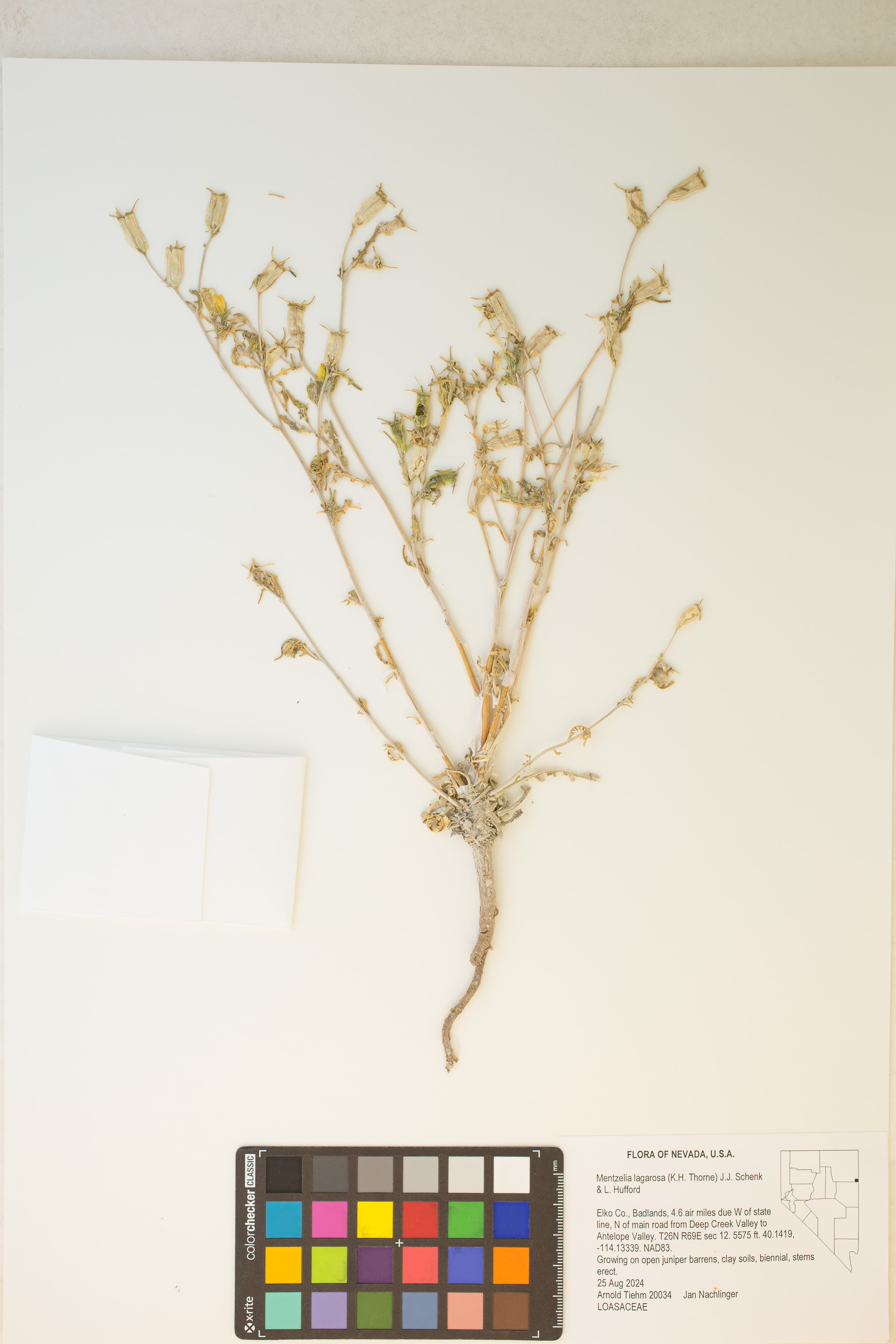 Slender-lobed Blazingstar