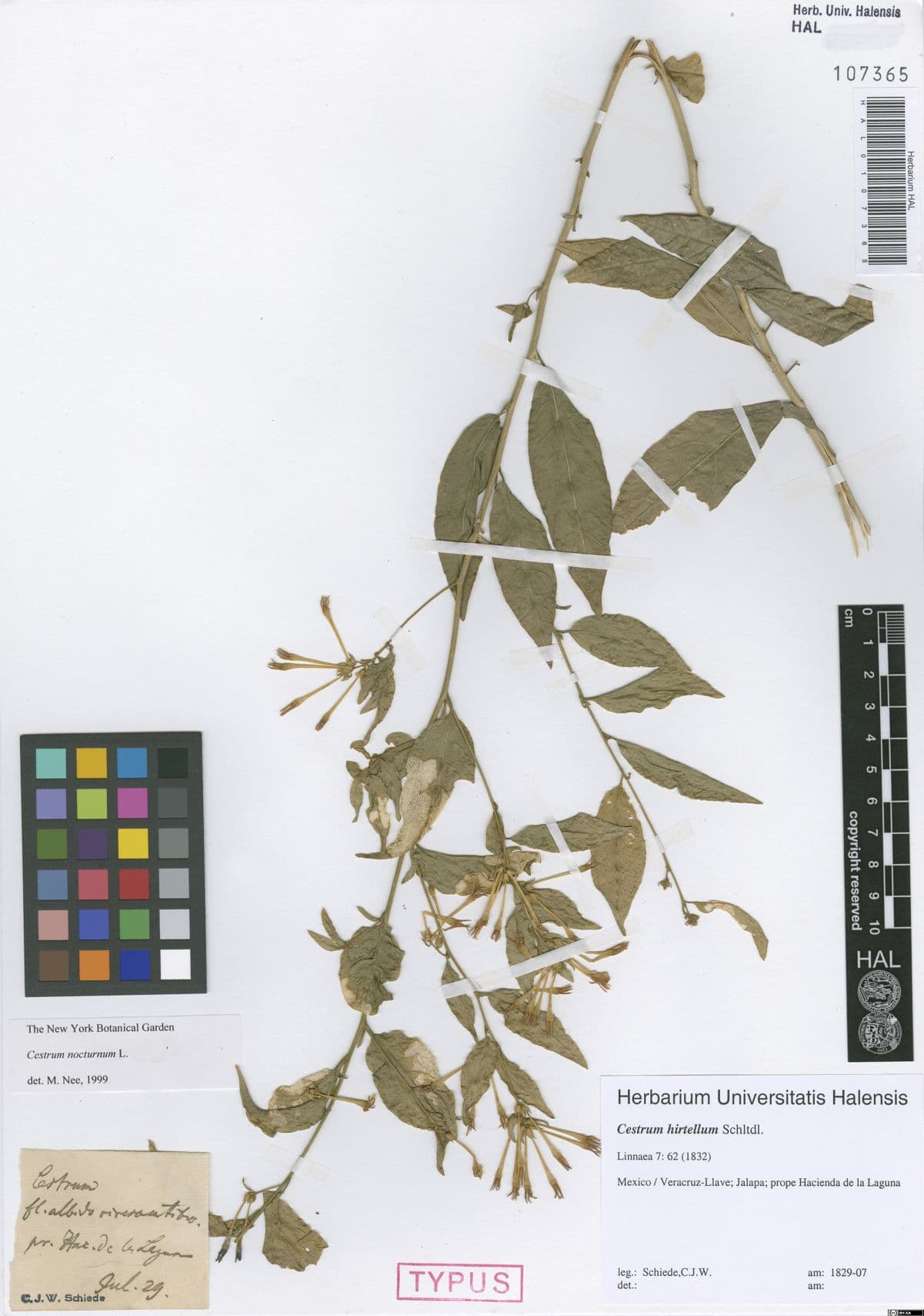 Cestrum hirtellum