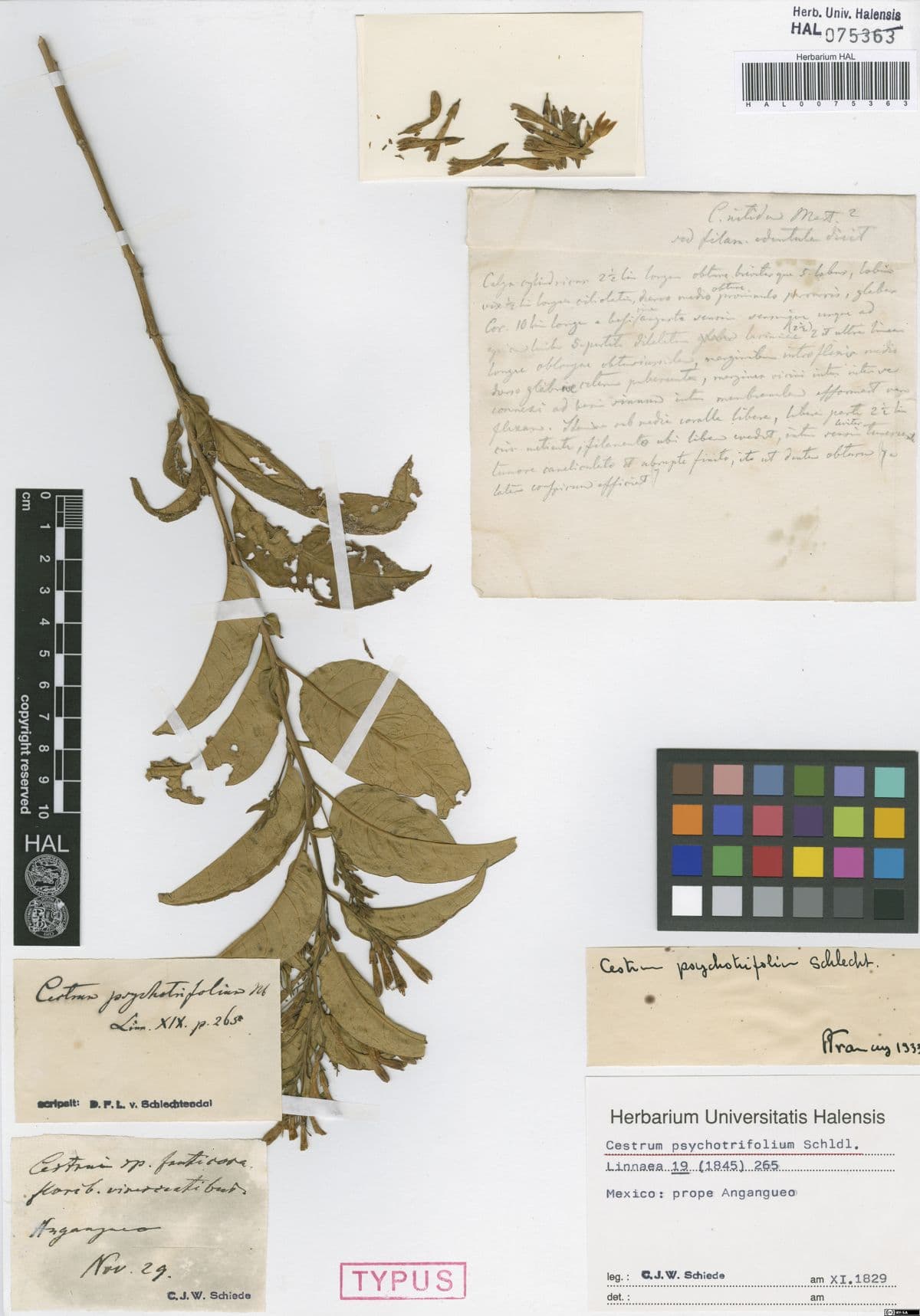 Cestrum psychotrifolium