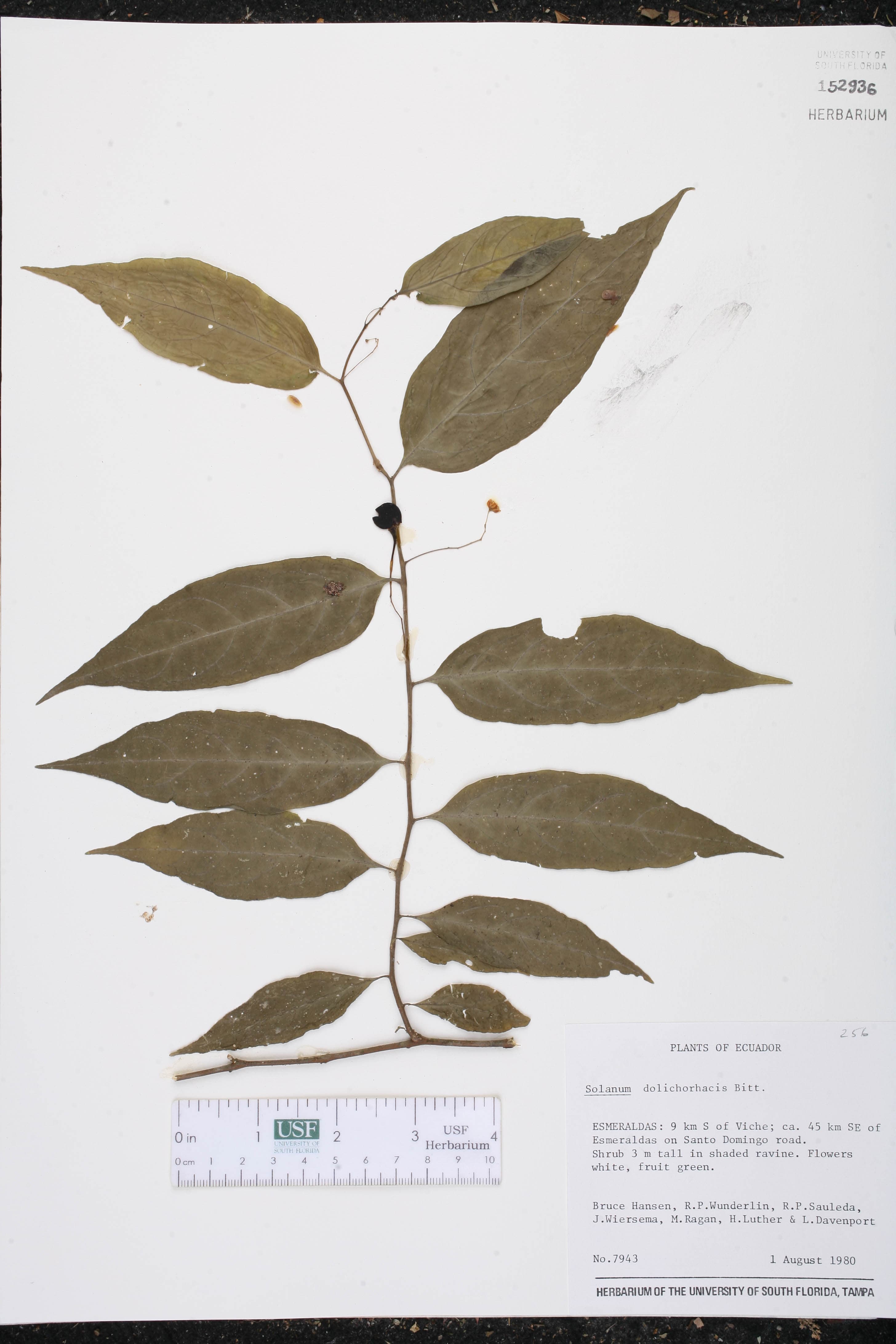 Solanum dolichorhachis