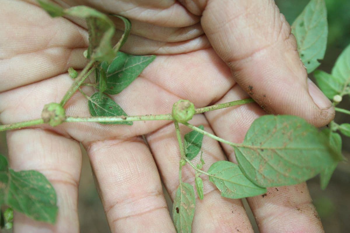 Physalis microcarpa