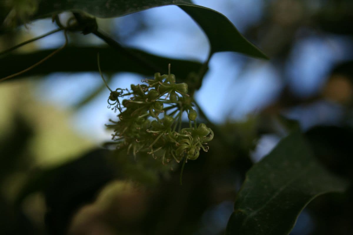 Honduran Sarsaparilla