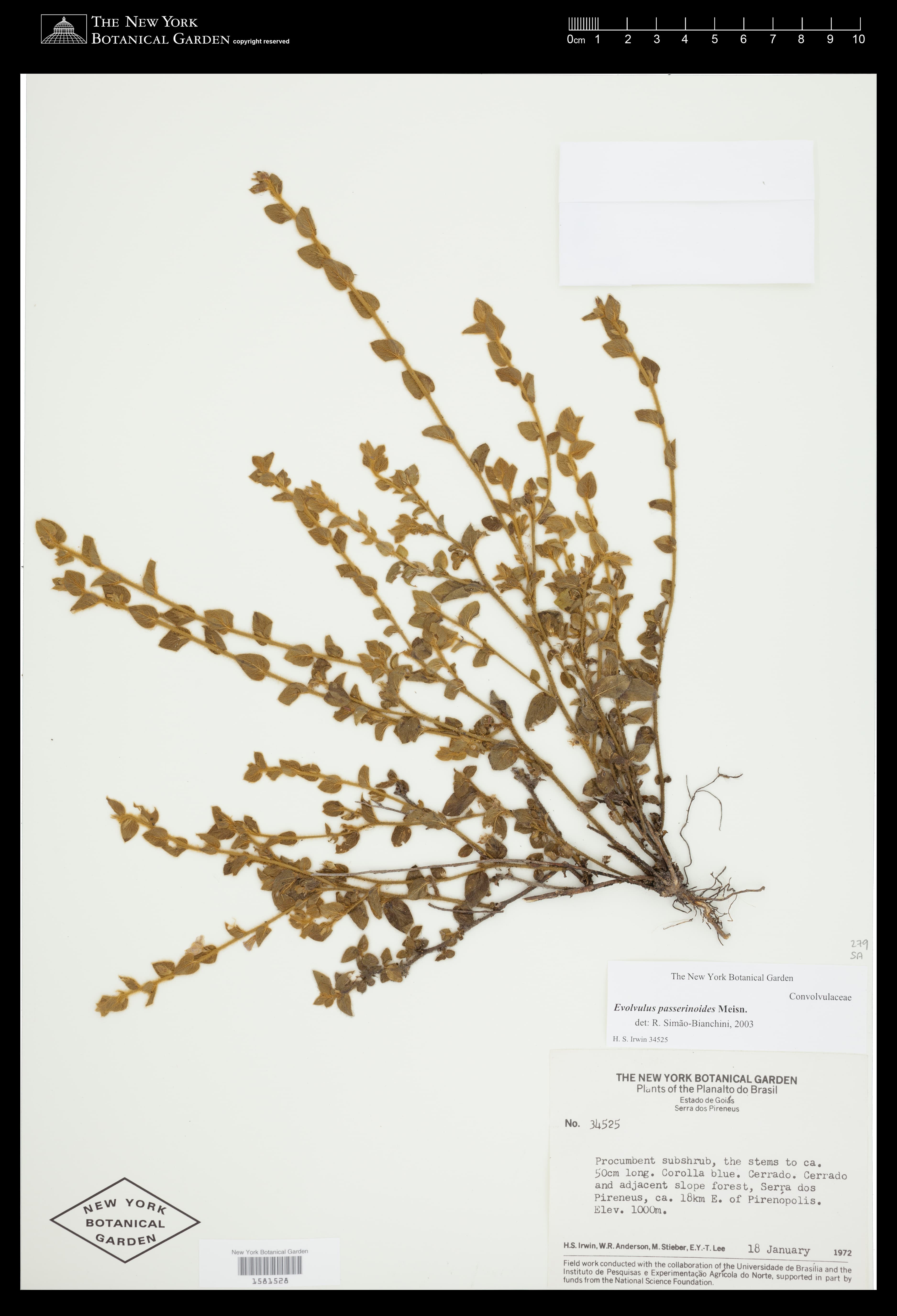 Evolvulus passerinoides