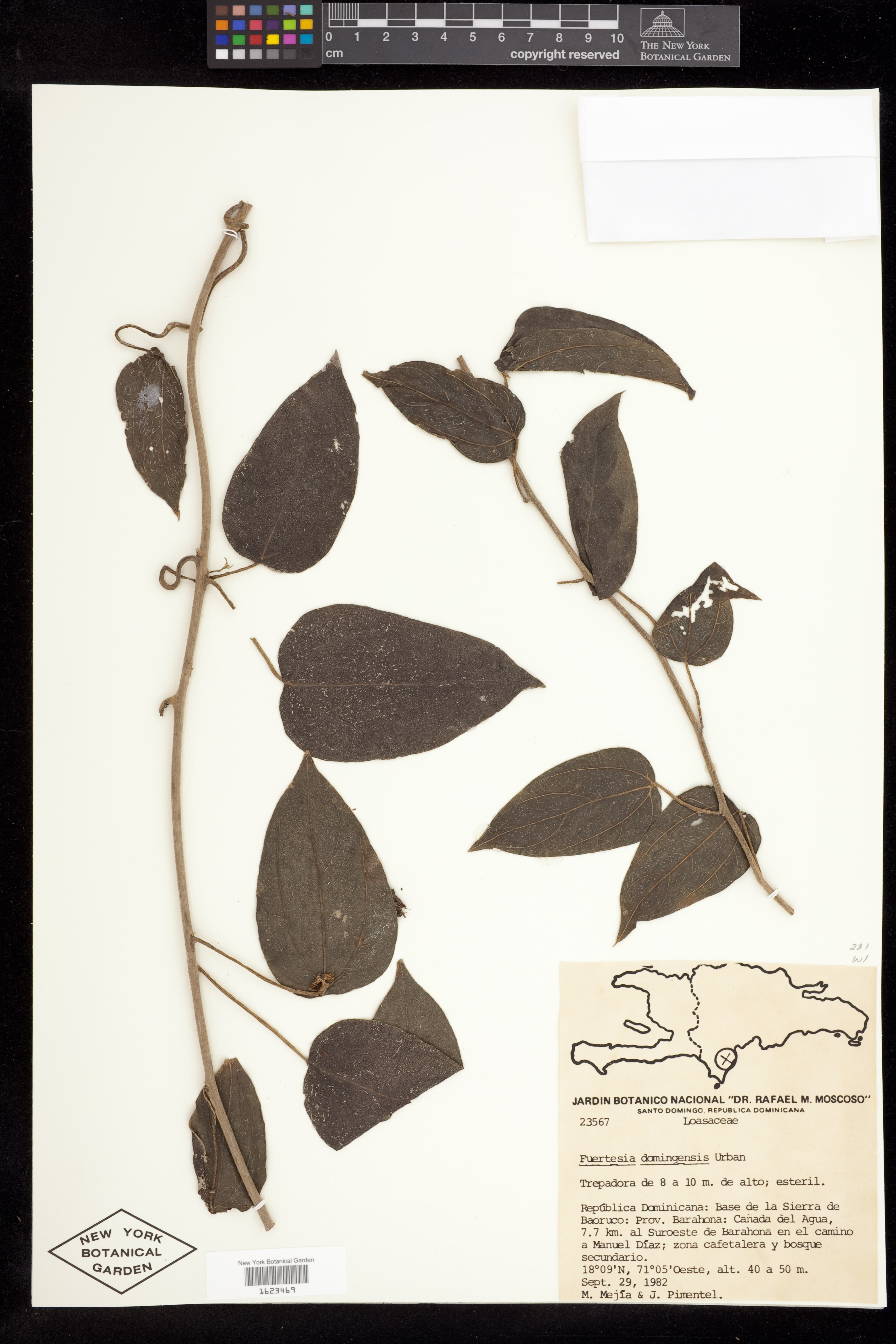 Fuertesia domingensis