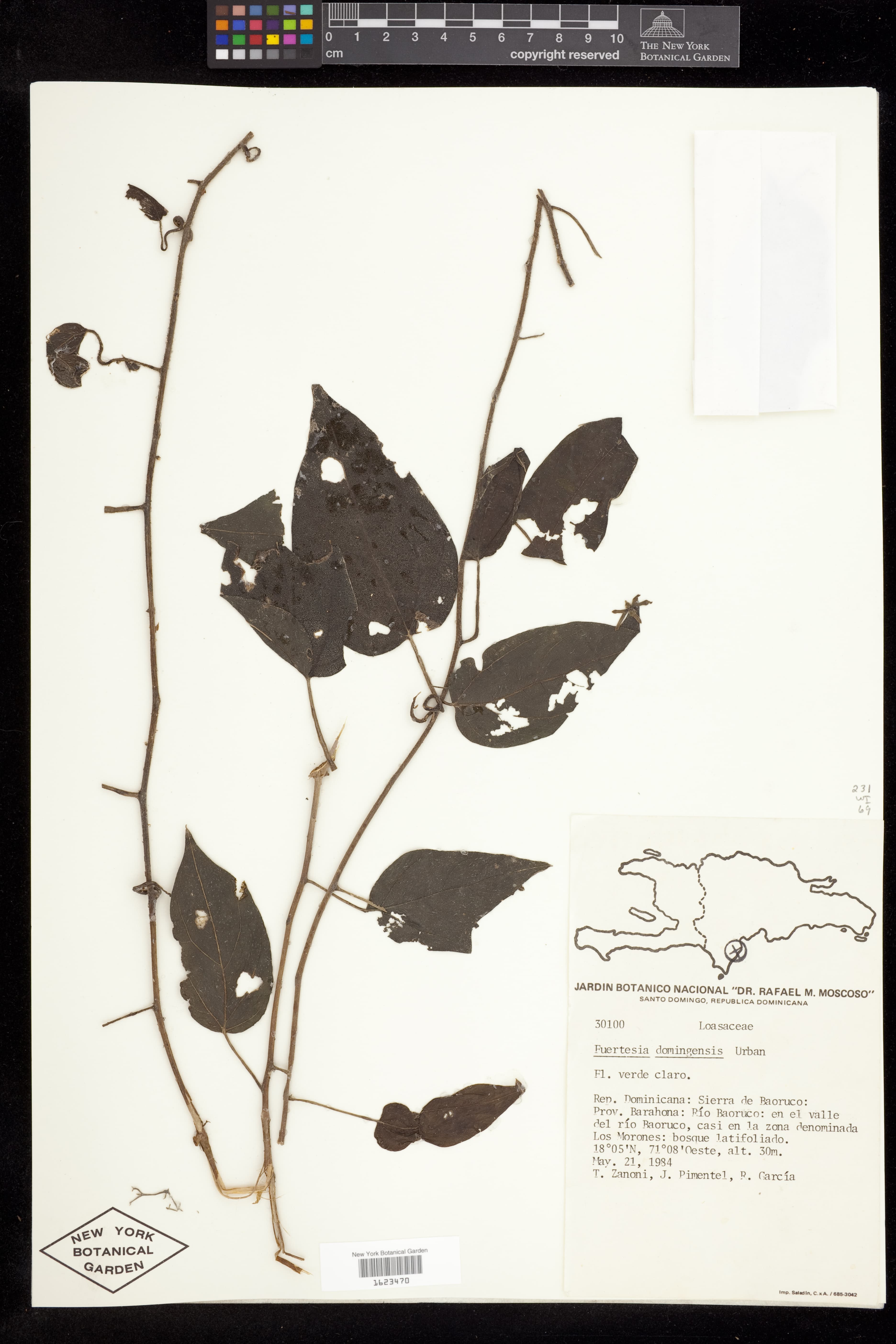 Fuertesia domingensis