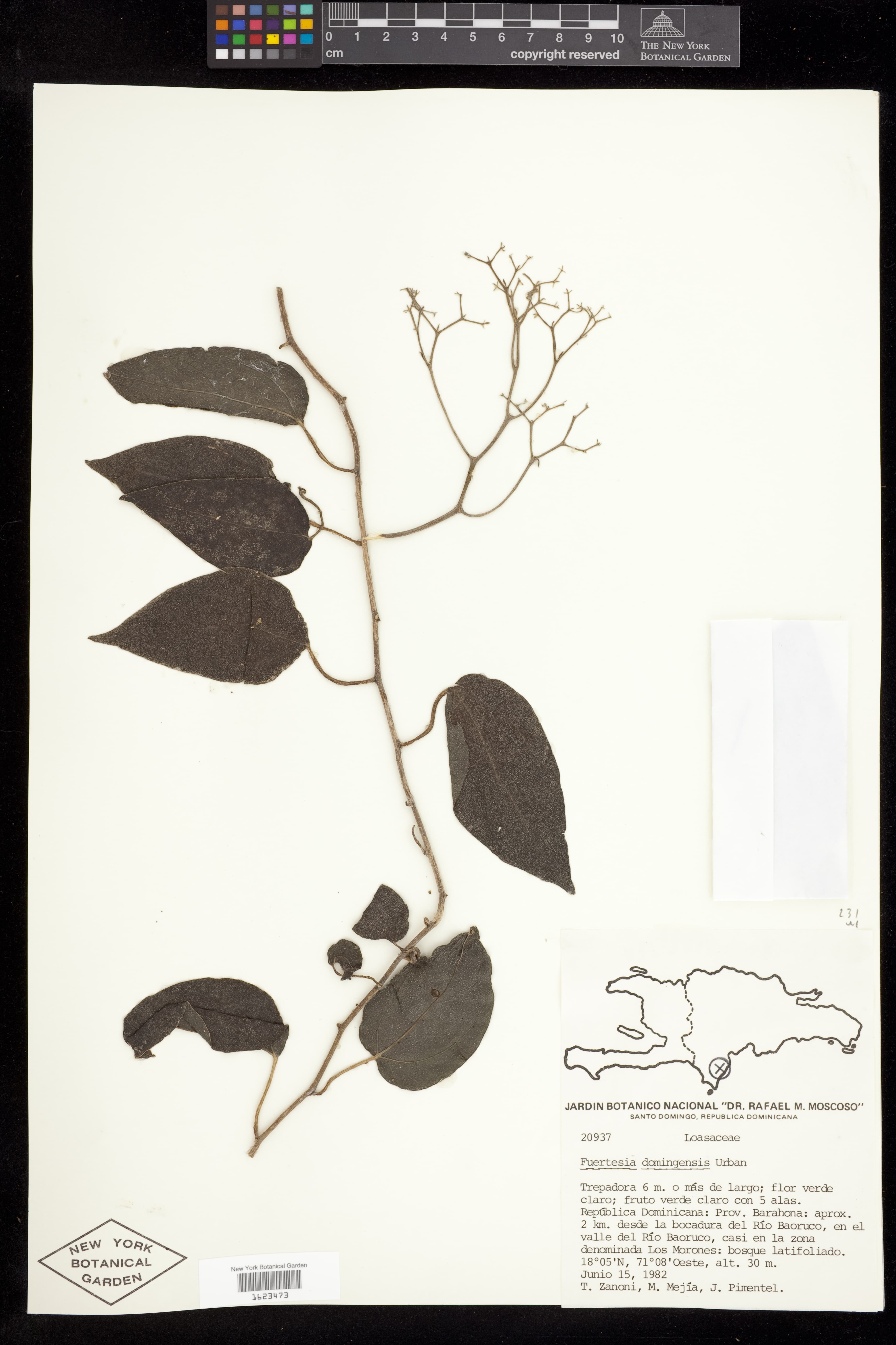 Fuertesia domingensis