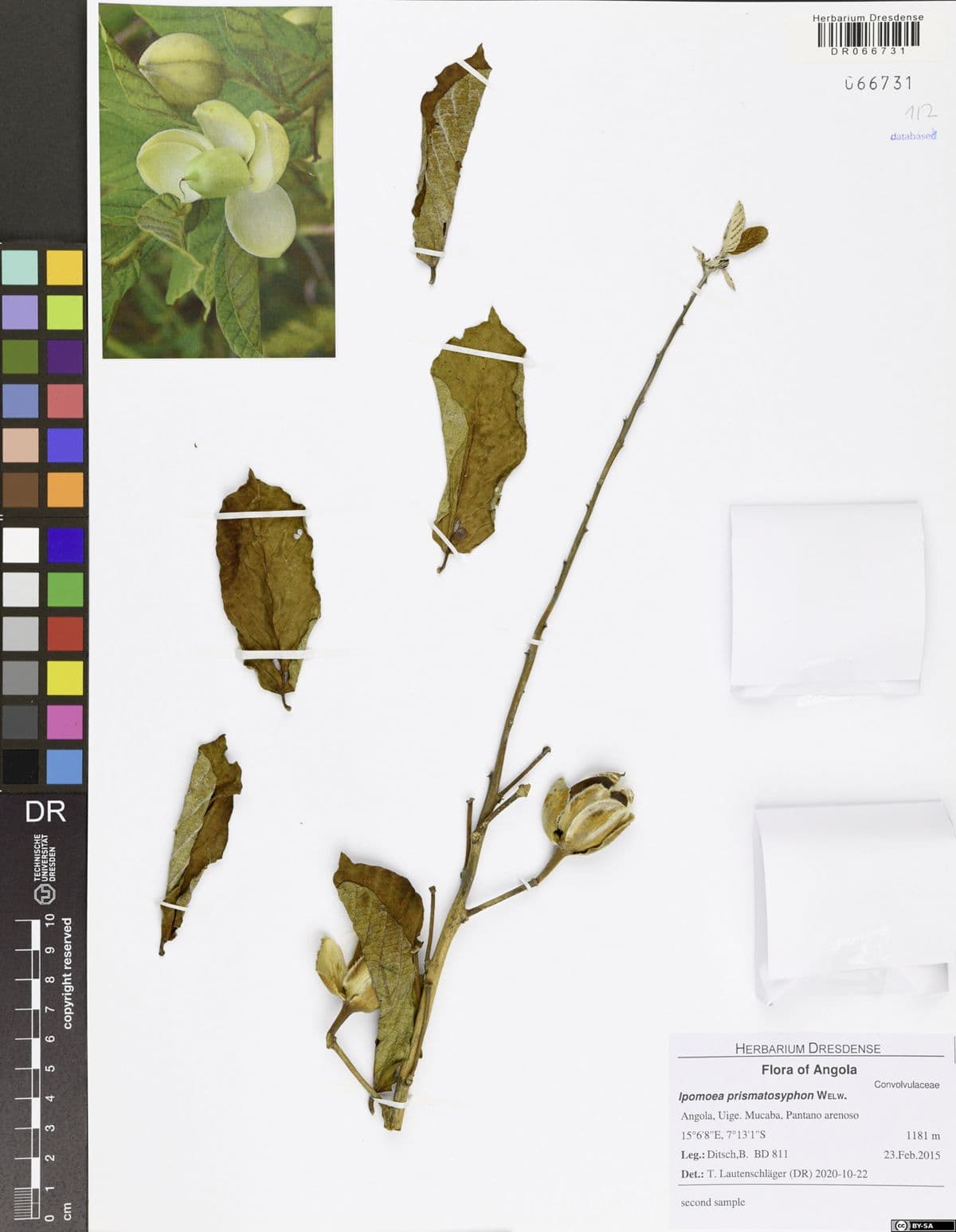 Ipomoea prismatosyphon
