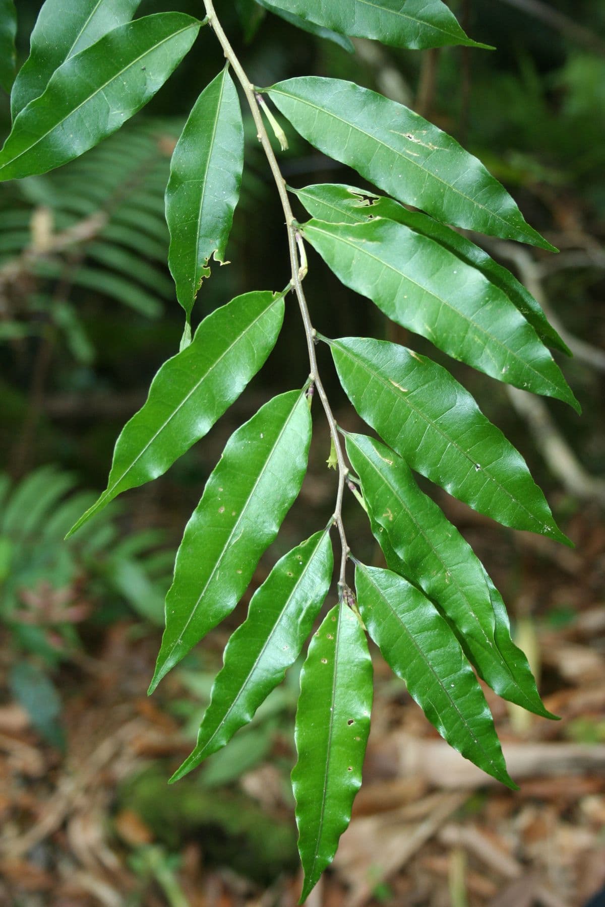Cestrum cobanense