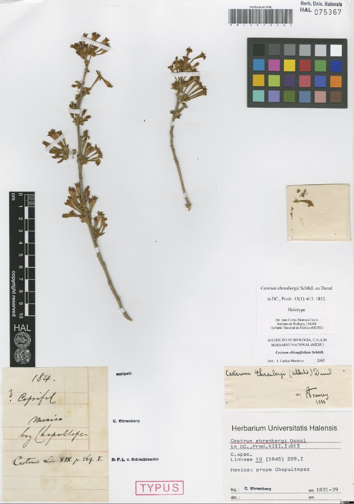 Cestrum ehrenbergii