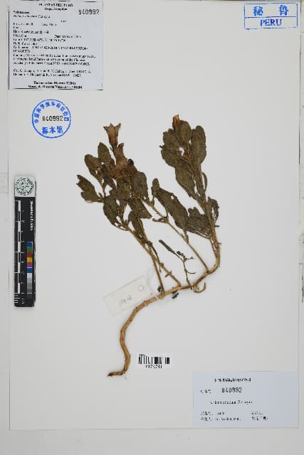 Nolana aticoana
