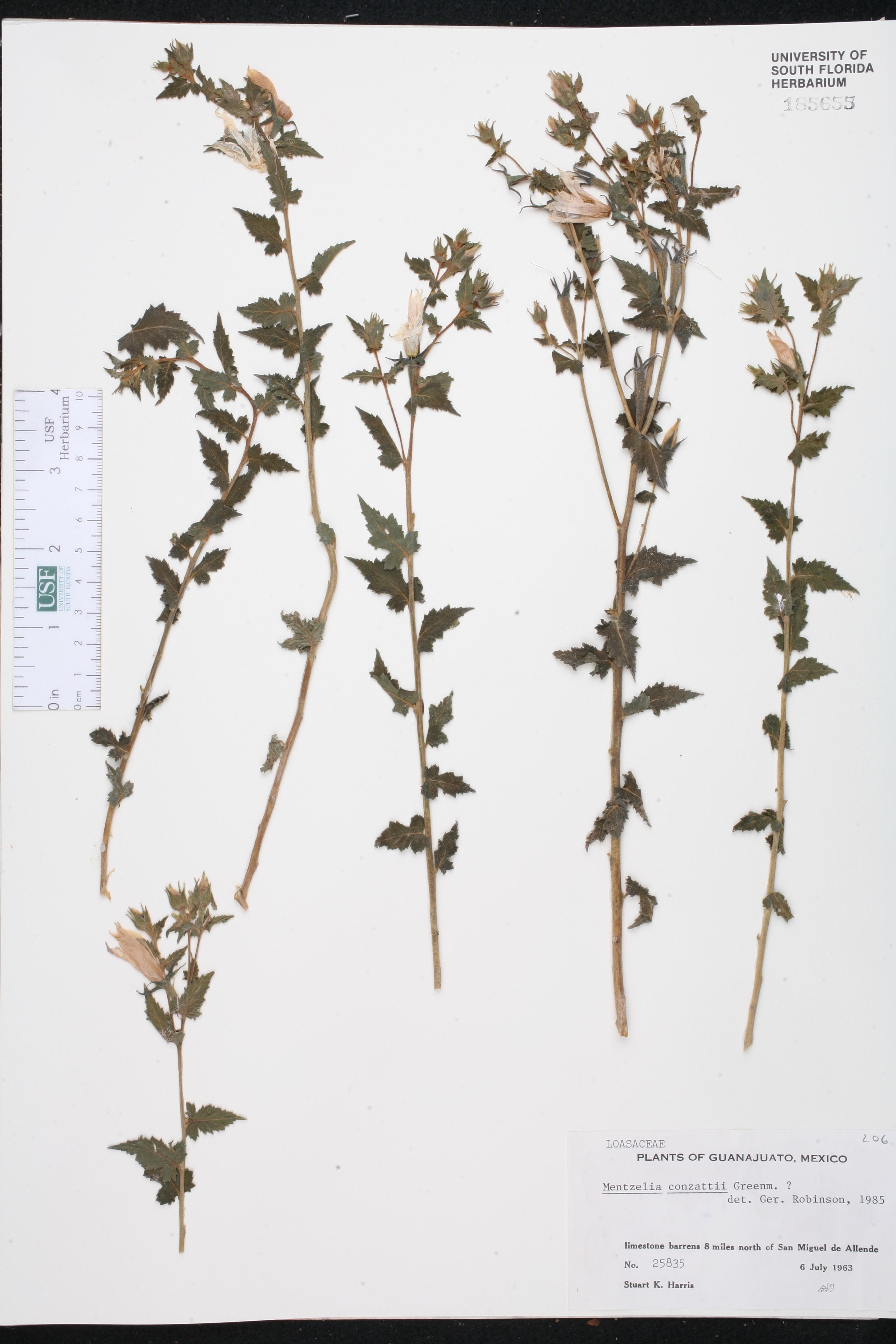 Mentzelia conzattii