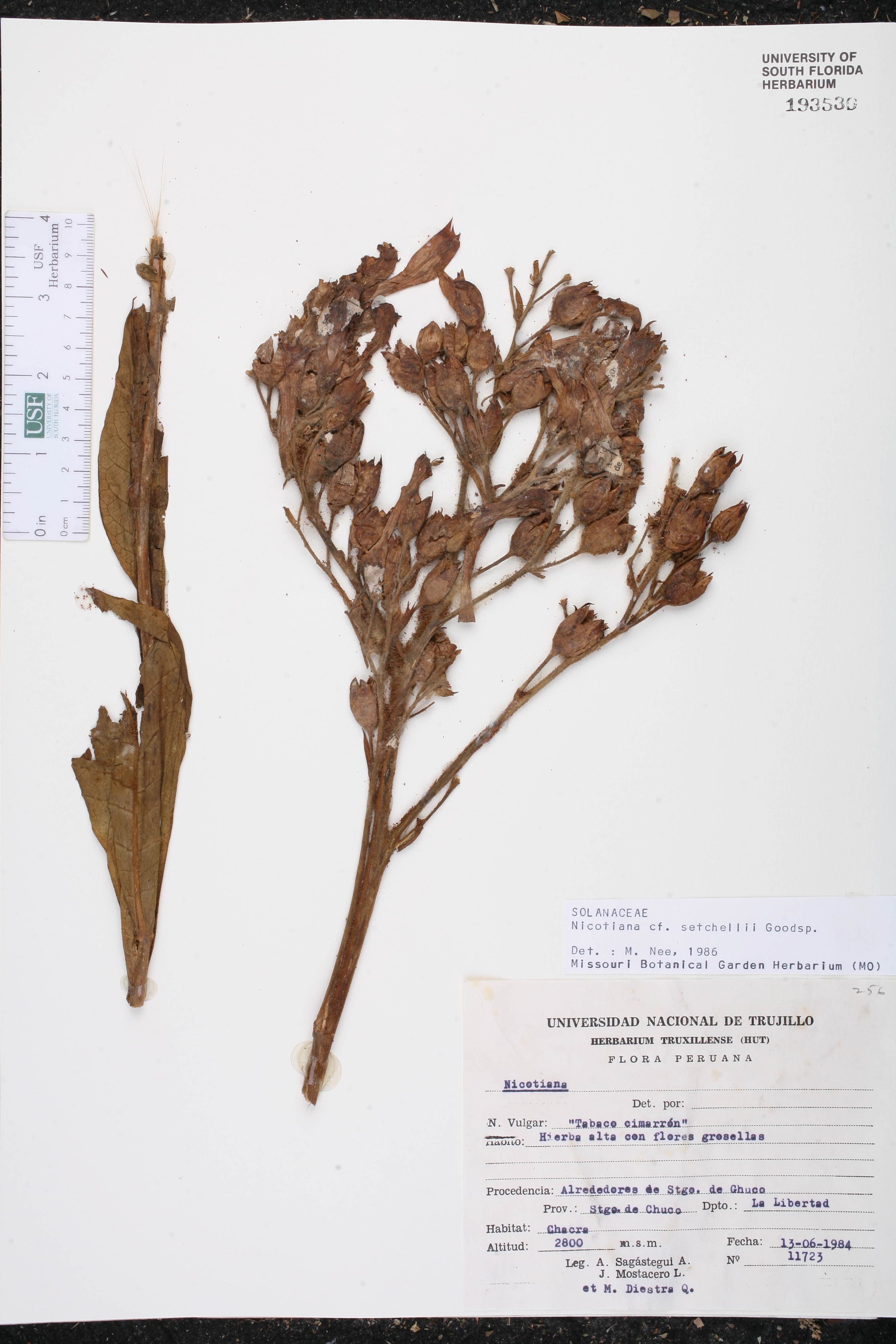Nicotiana setchellii