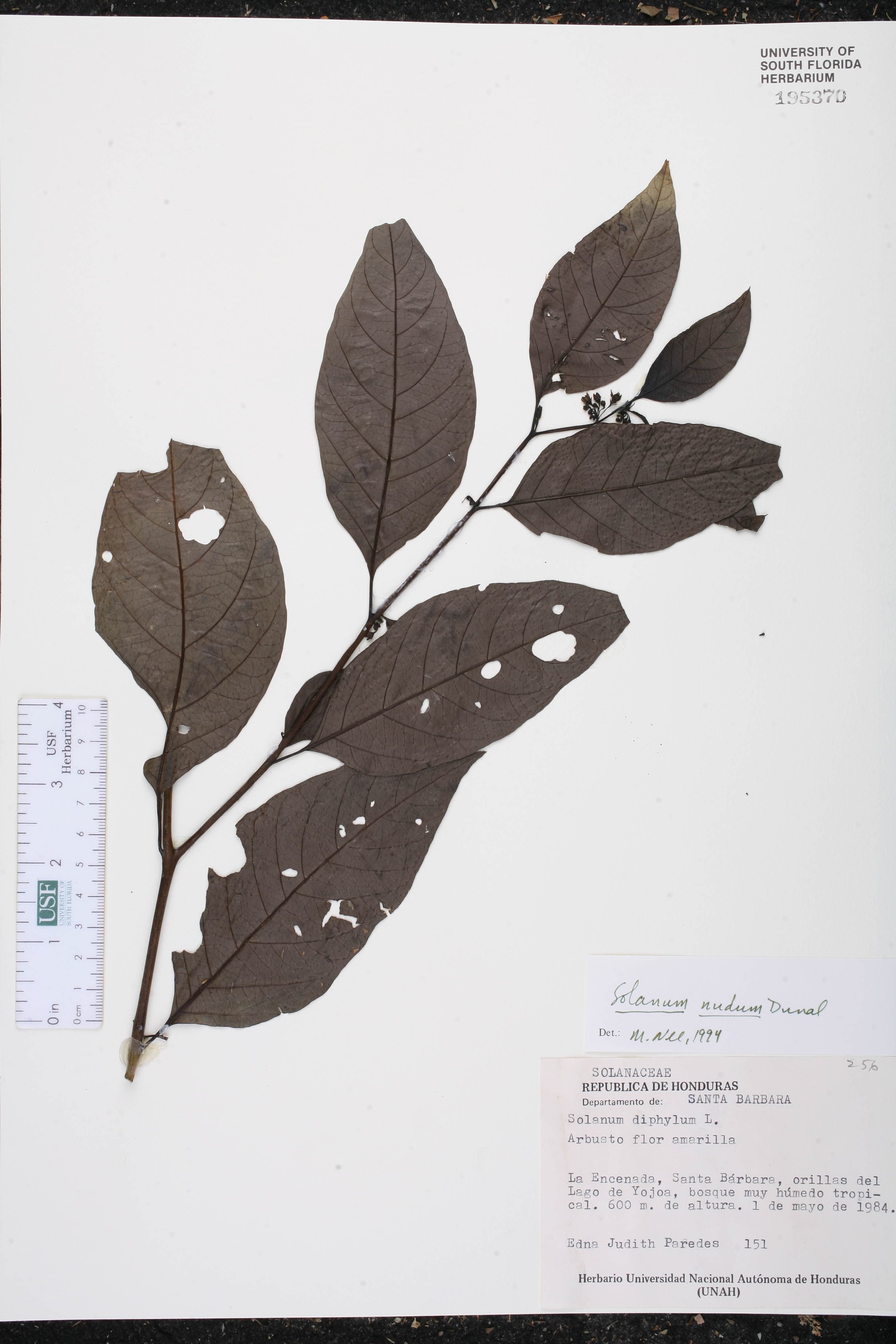 Lycianthes stellata