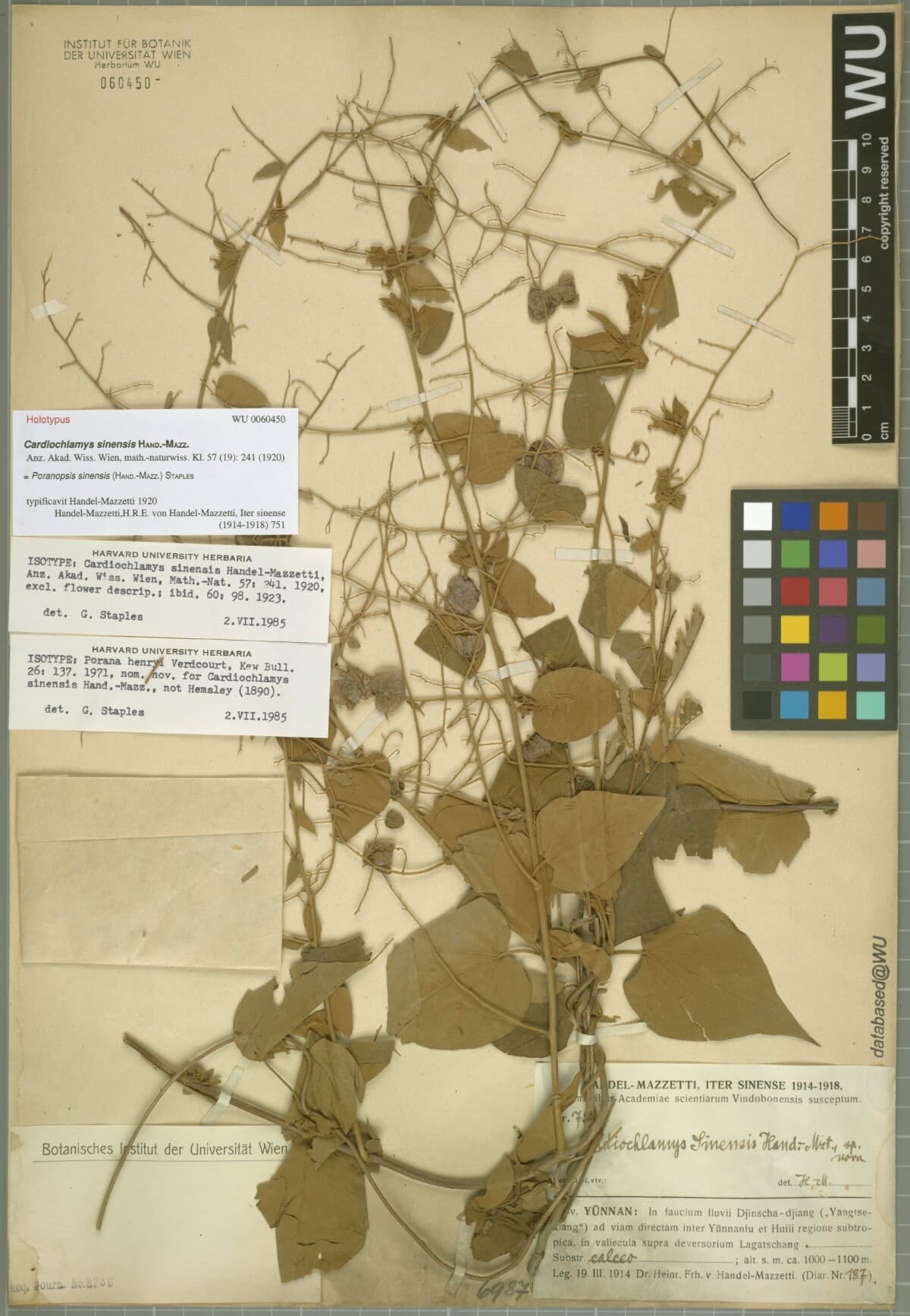 Poranopsis sinensis