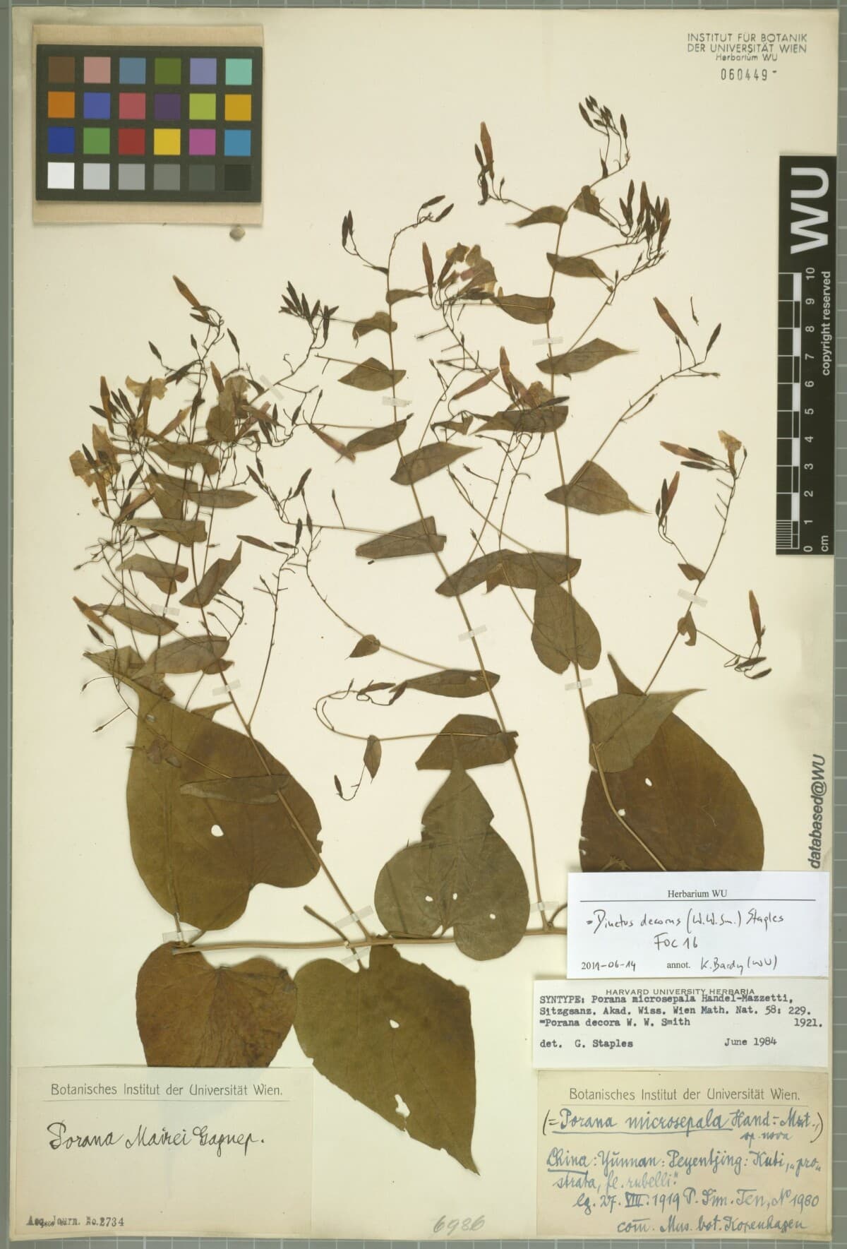 Dinetus decorus