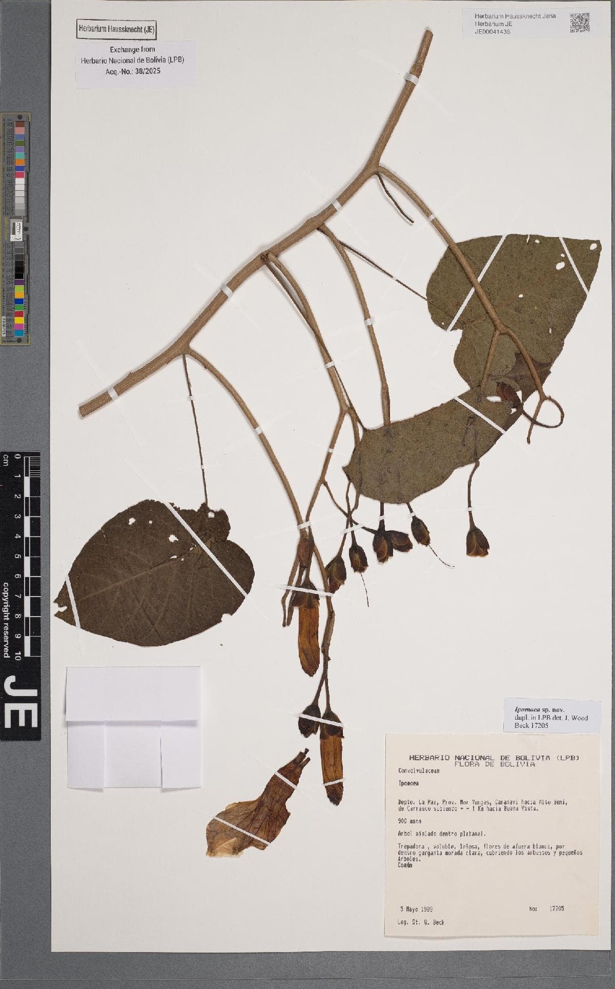 Ipomoea inaccessa