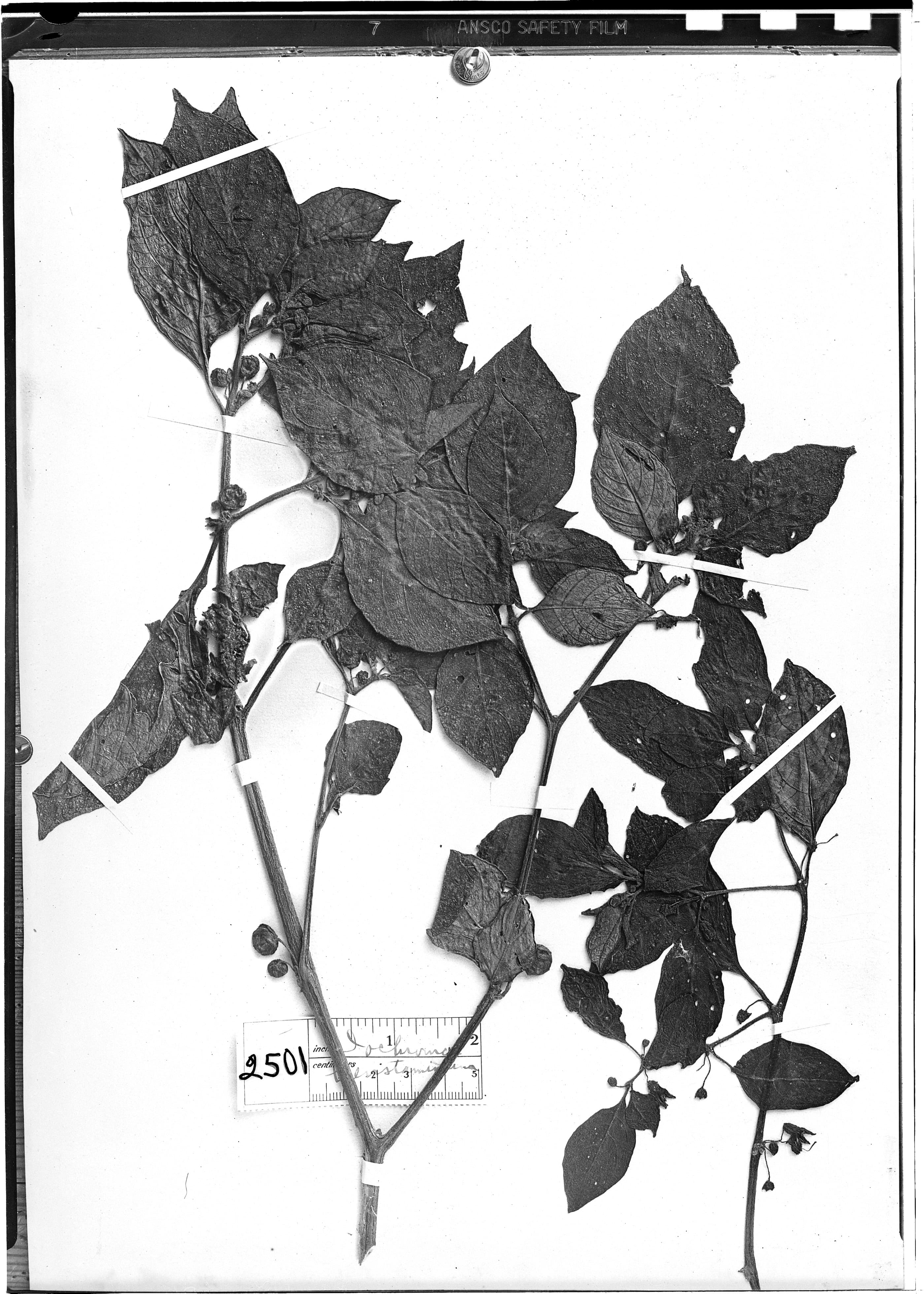 Iochroma brevistamineum