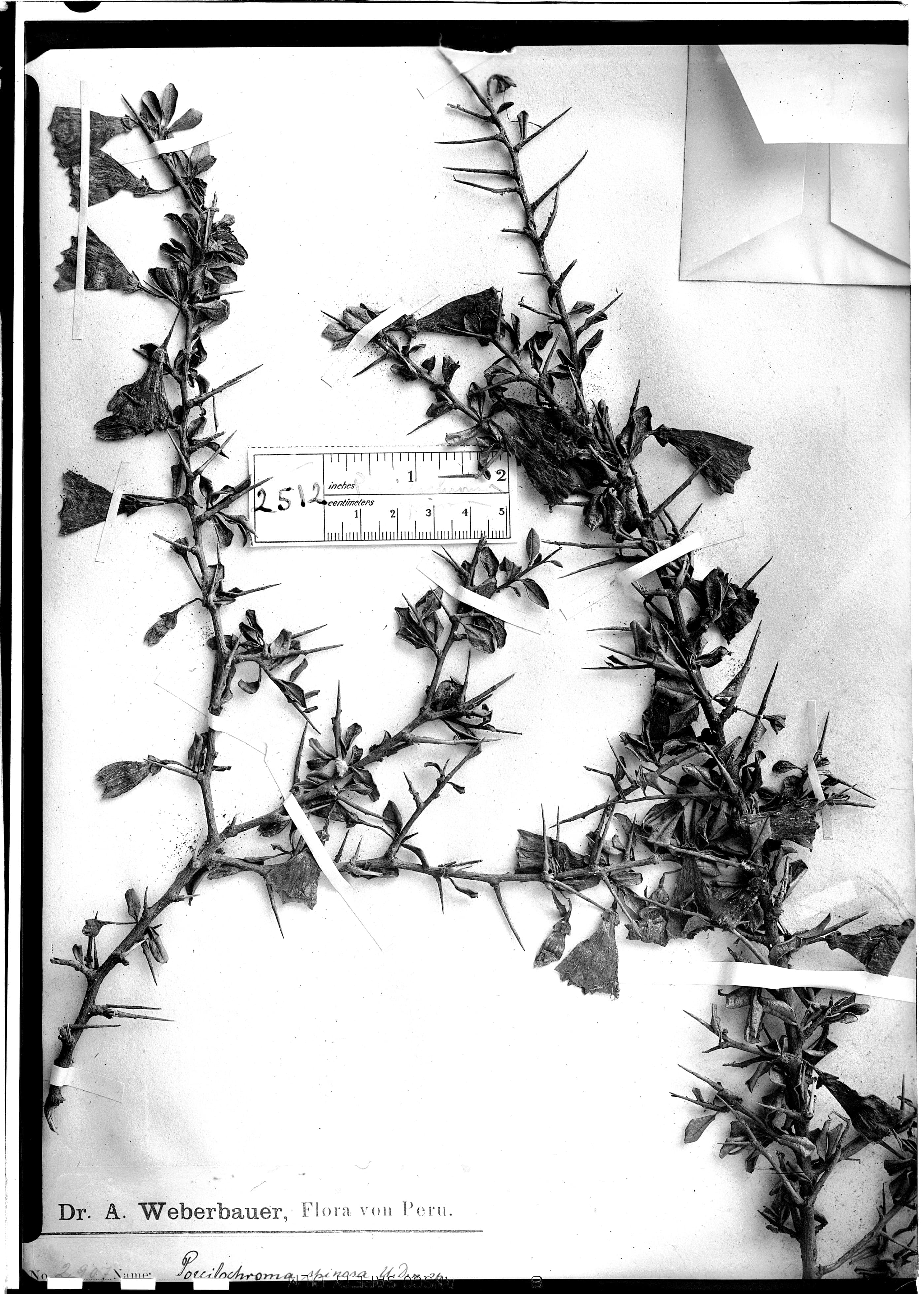 Saracha spinosa