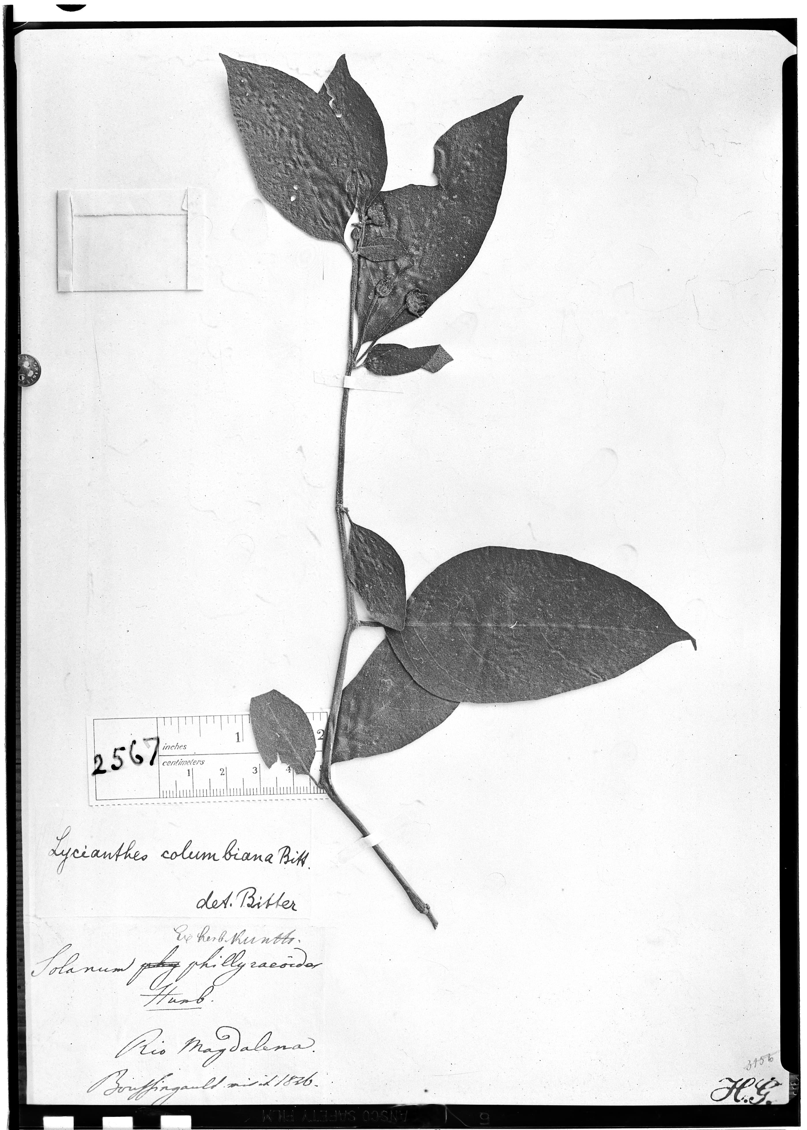 Lycianthes columbiana