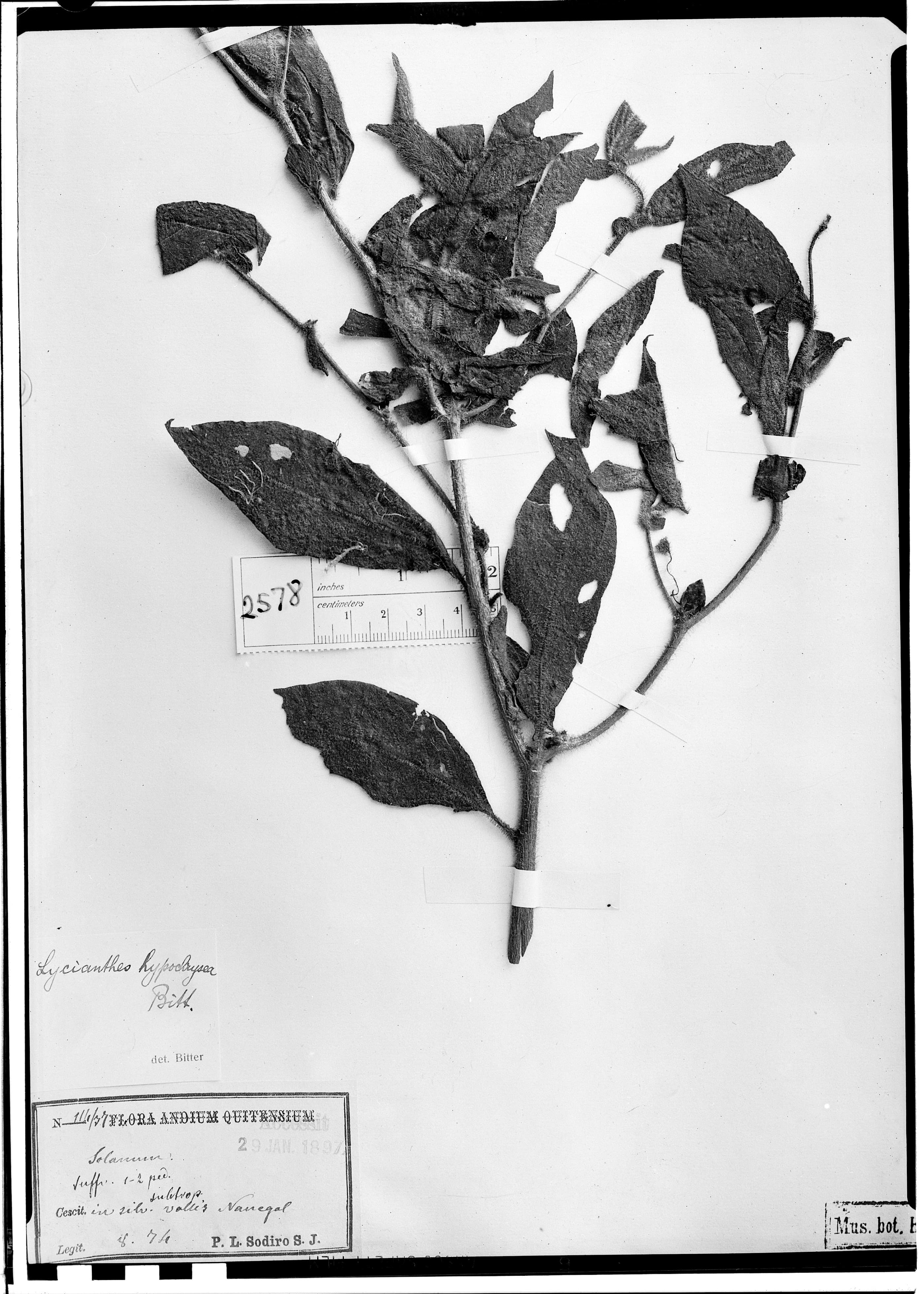 Lycianthes hypochrysea