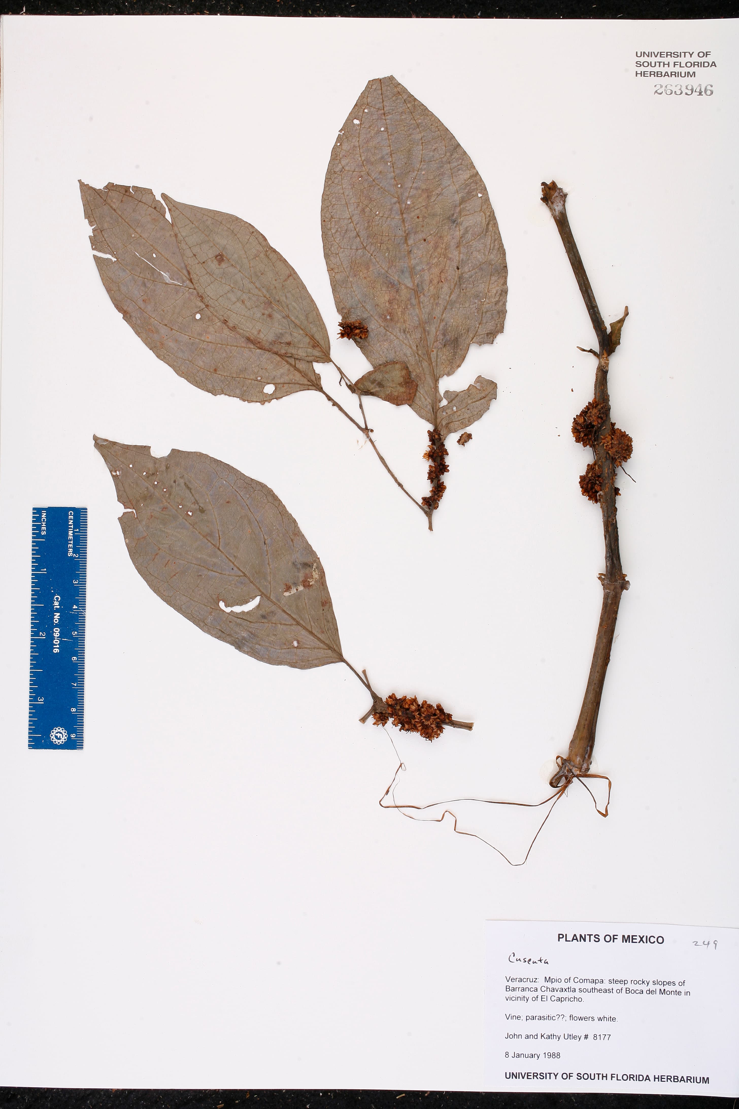 Cuscuta strobilacea