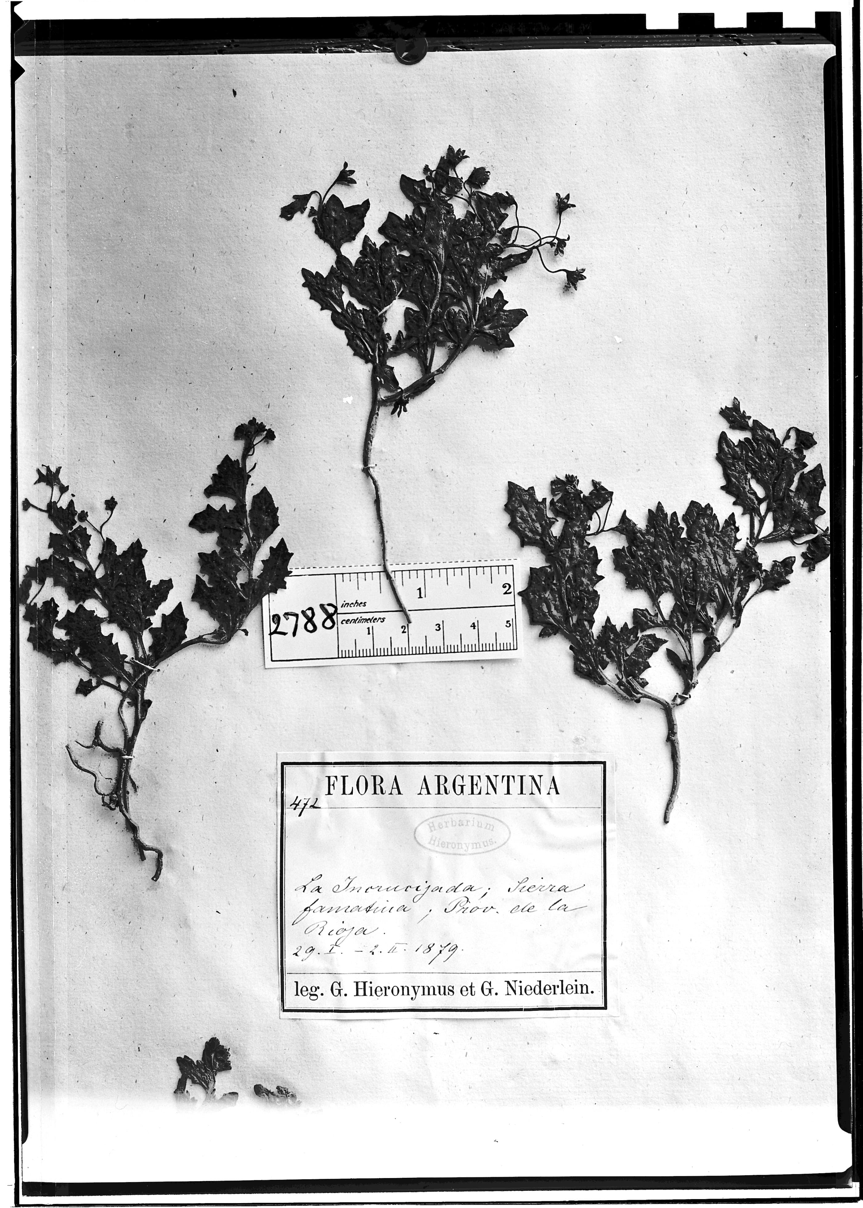 Solanum riojense