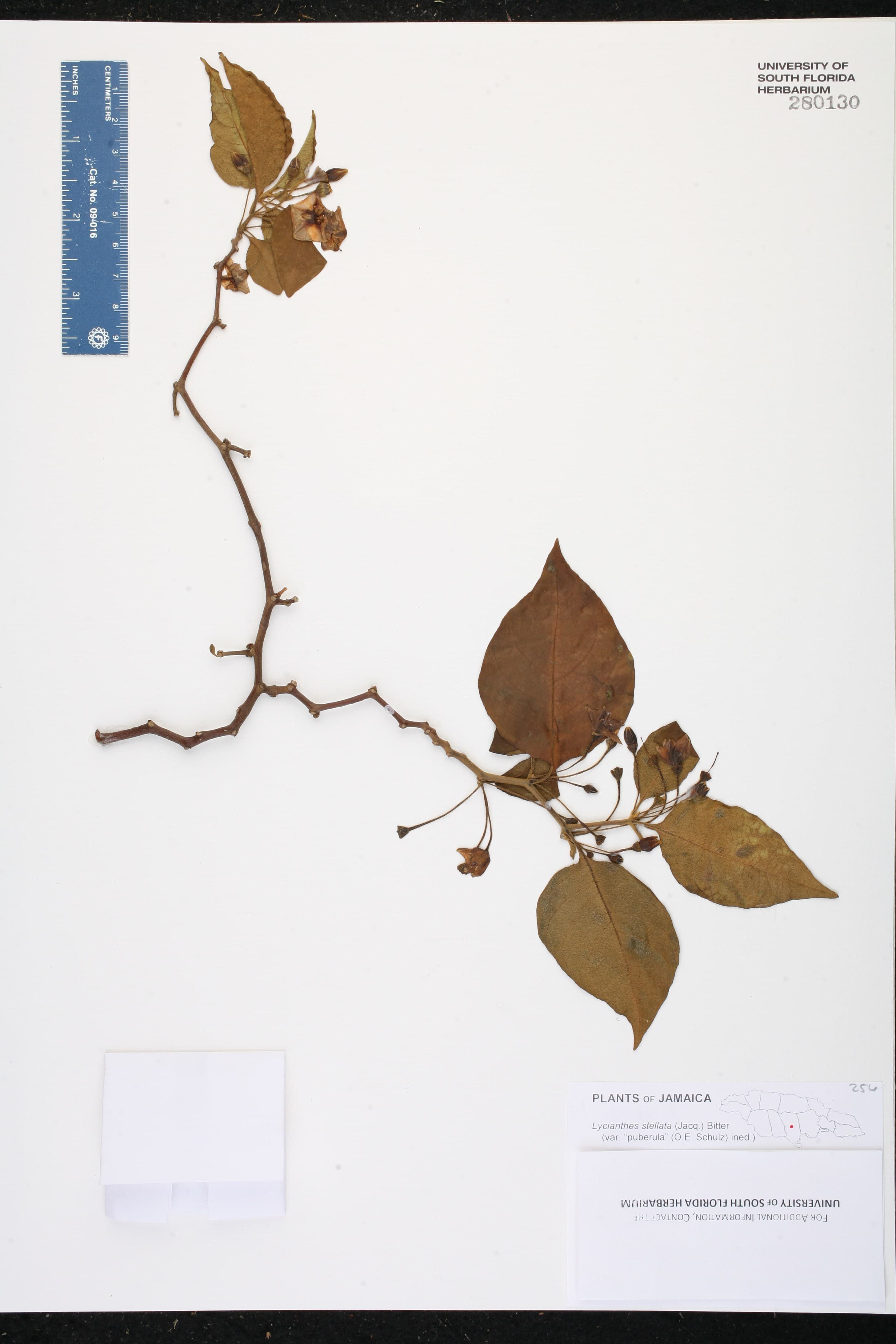 Lycianthes stellata