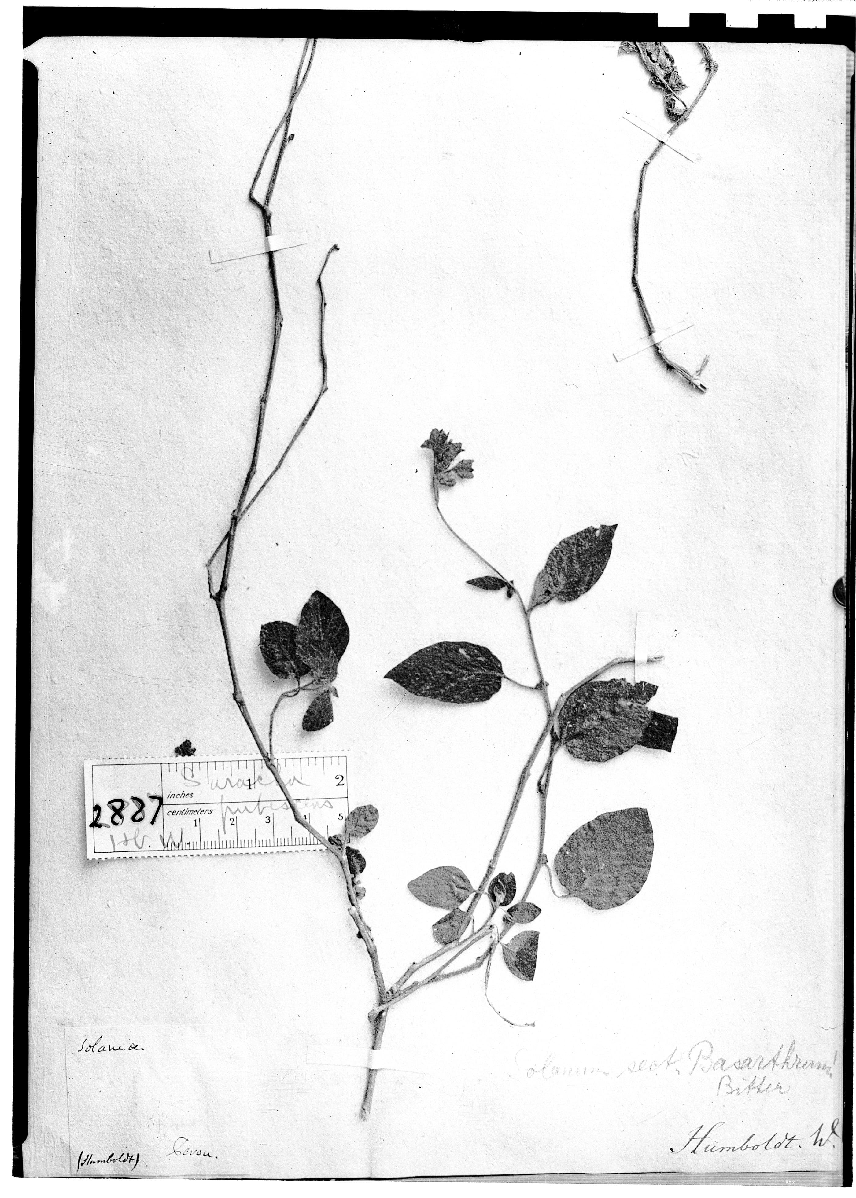 Saracha pubescens