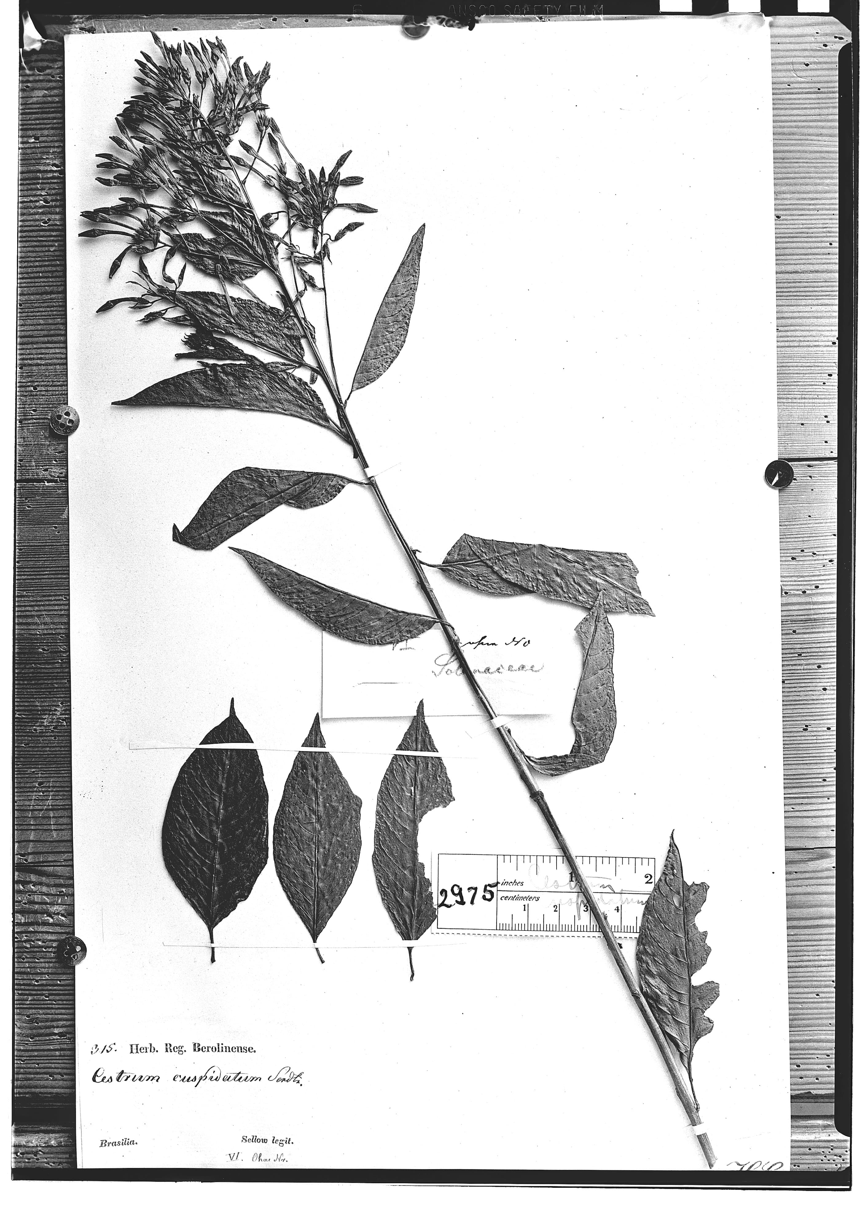 Cestrum cuspidatum