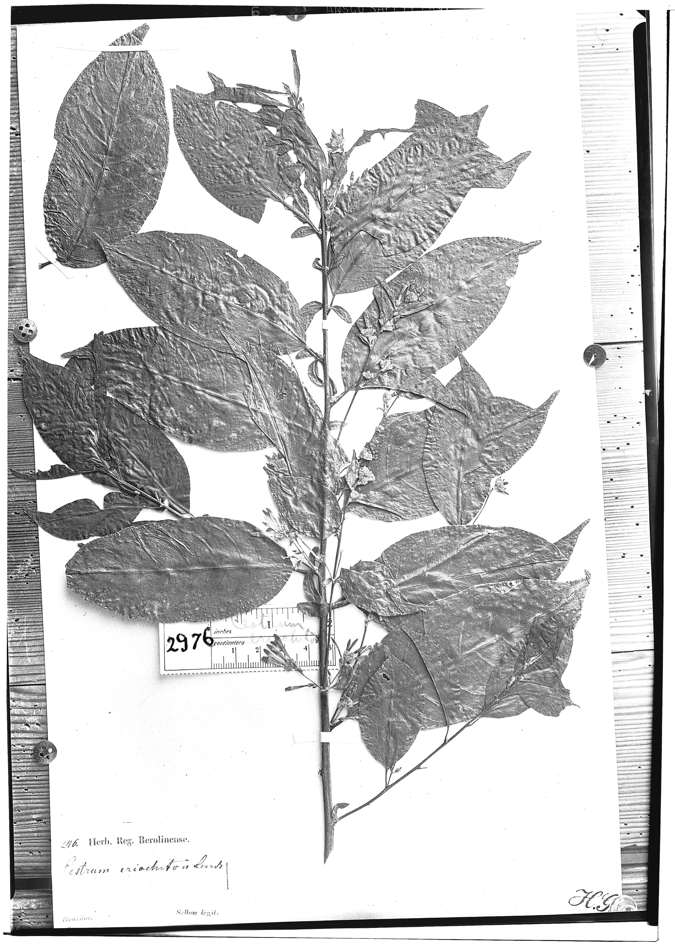 Cestrum eriochiton